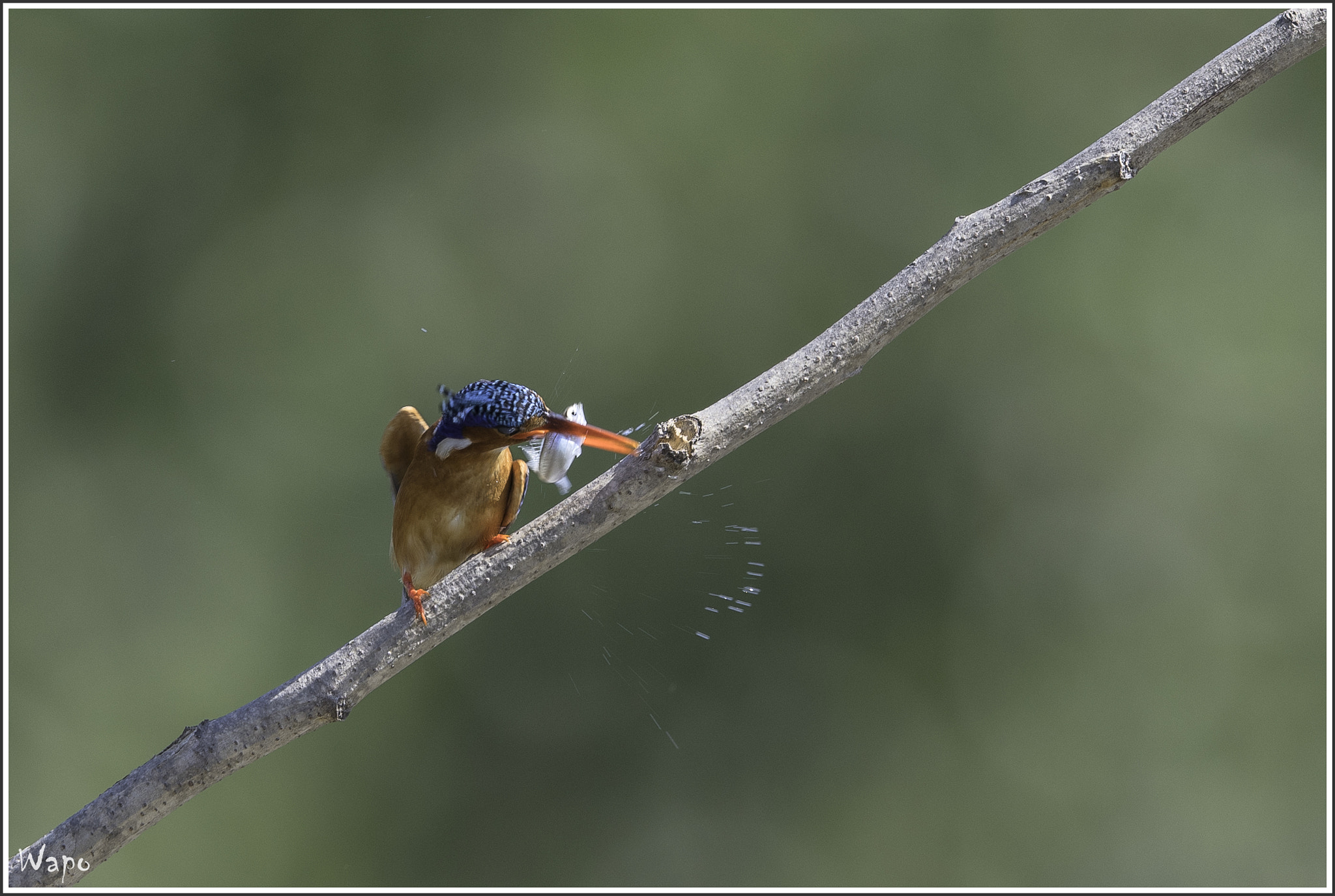 Nikon D500 sample photo. Malachite kingfisher photography
