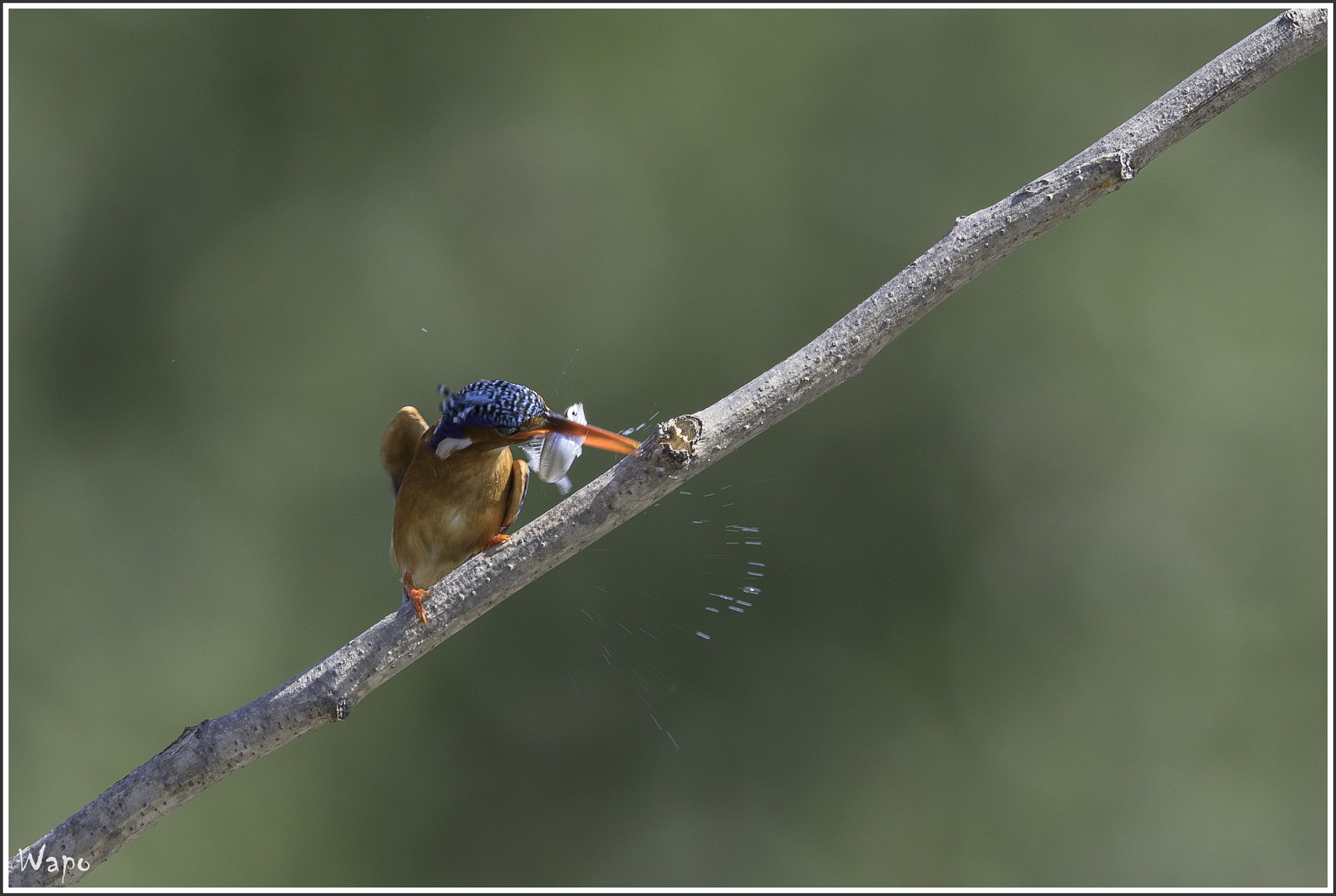 Nikon AF-S Nikkor 500mm F4E FL ED VR sample photo. Malachite kingfisher photography
