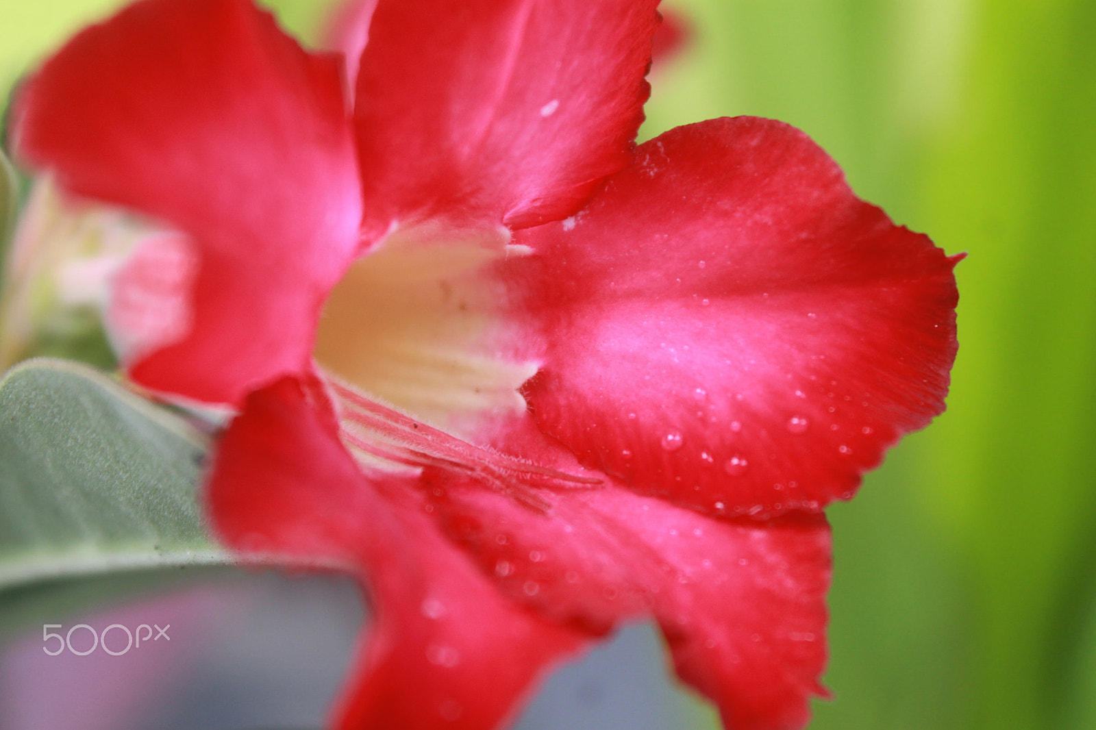 Canon EOS 1100D (EOS Rebel T3 / EOS Kiss X50) sample photo. Kamboja flower photography