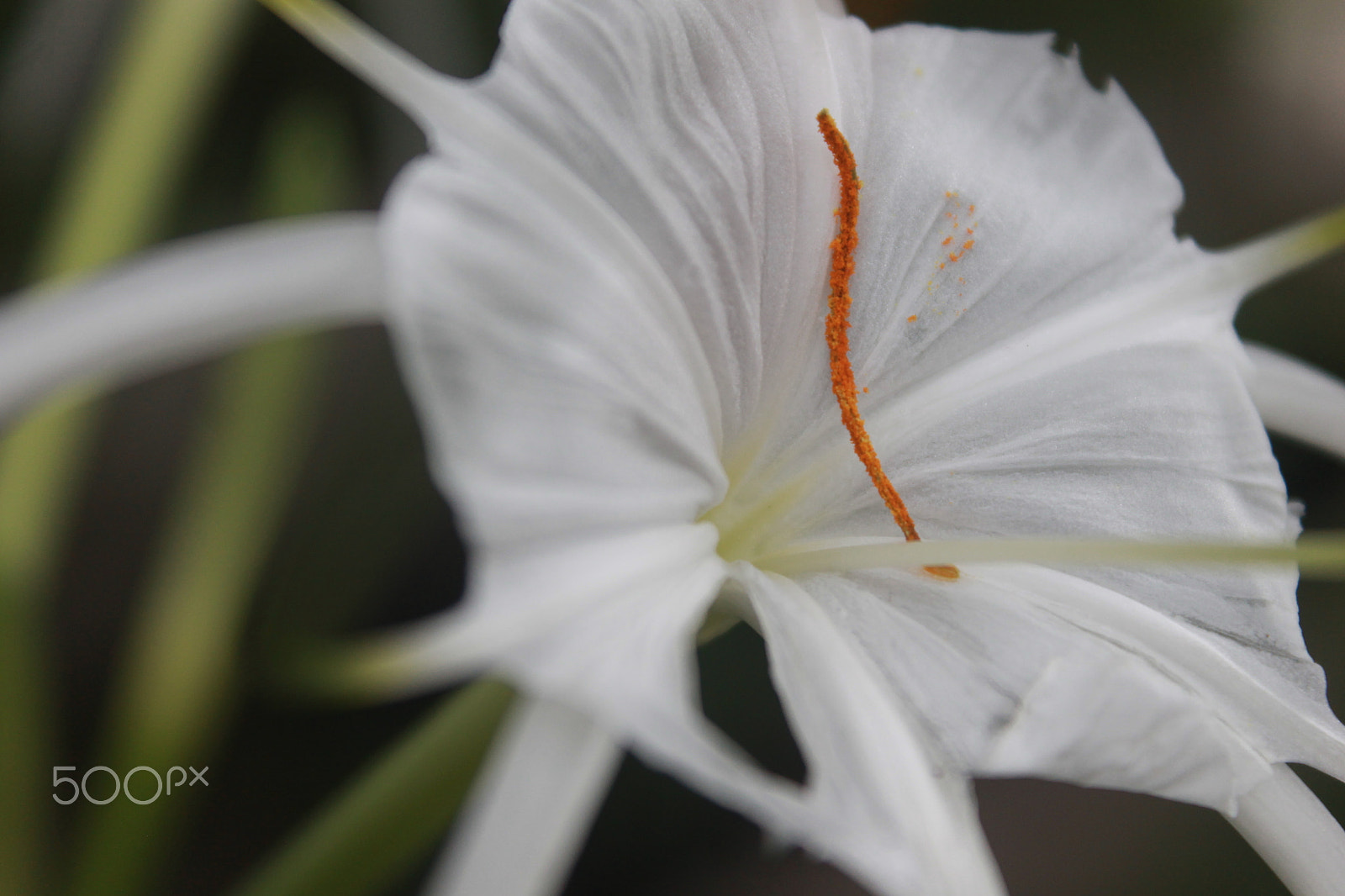 Canon EOS 1100D (EOS Rebel T3 / EOS Kiss X50) sample photo. White flower photography