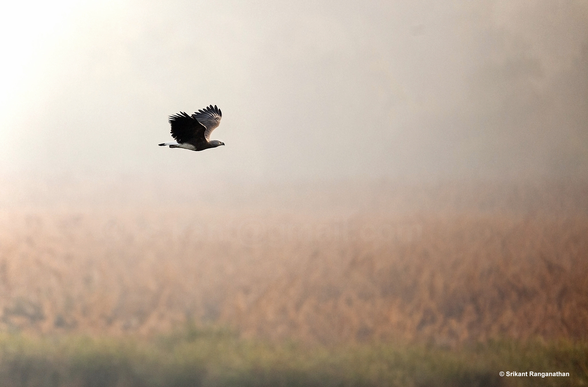 Canon EF 500mm F4L IS II USM sample photo. Grey headed fish eagle photography