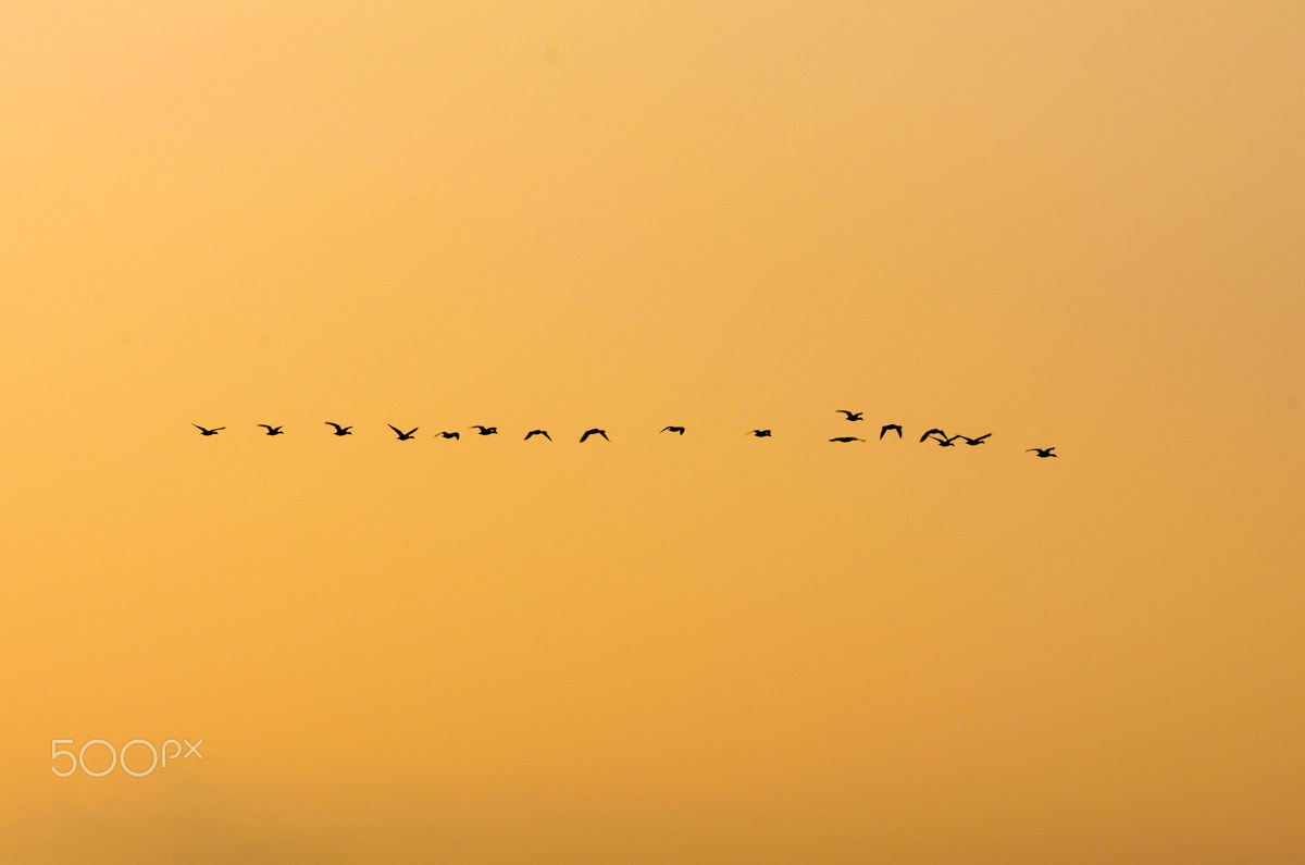 Pentax K-5 sample photo. The first migration of anas platyrhynchos linnaeus photography