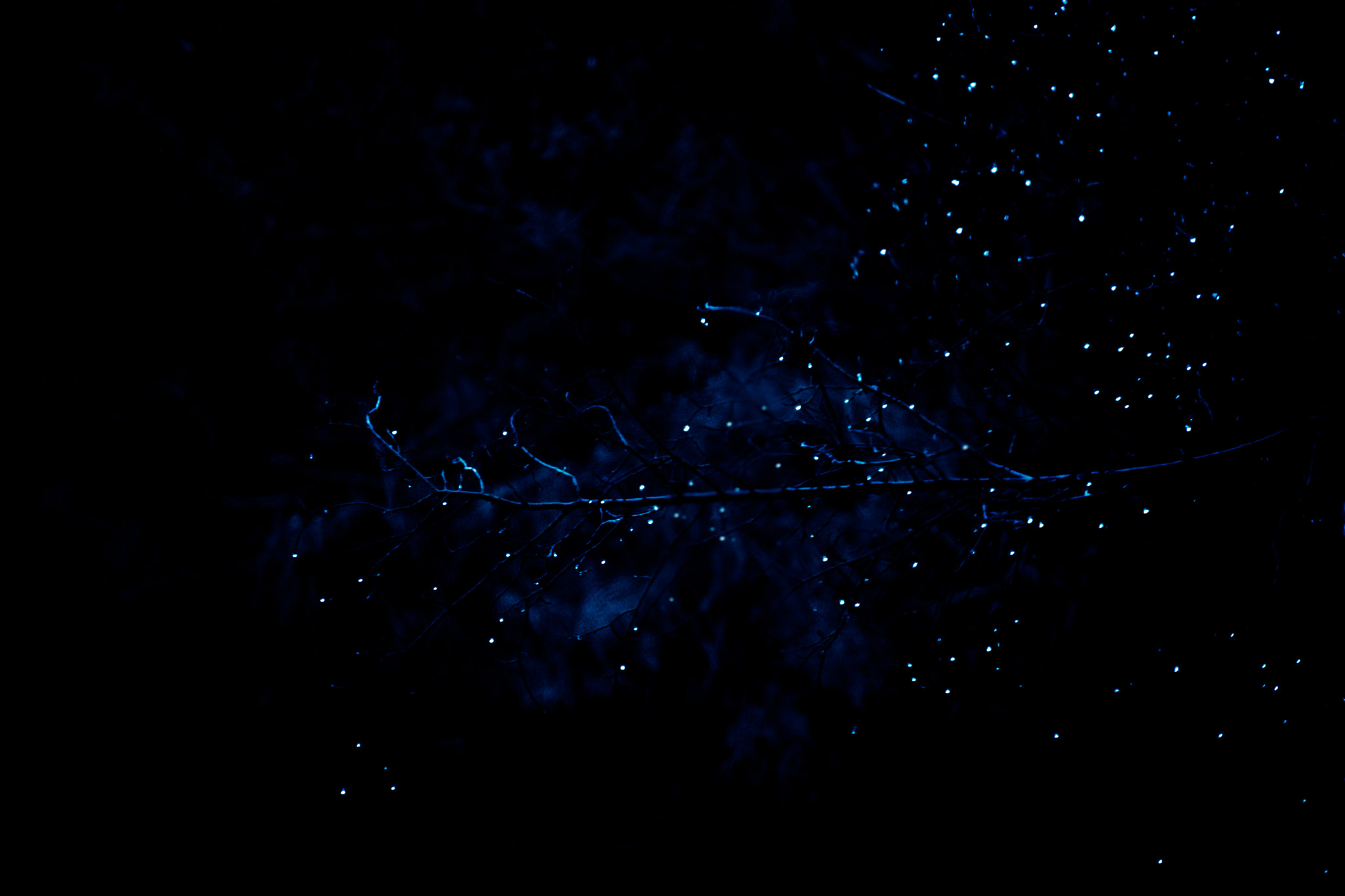 Nikon D5500 sample photo. Glow photography