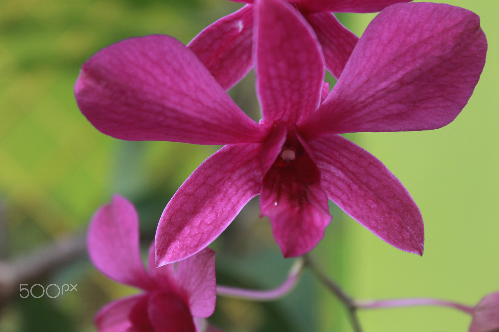 Canon EOS 1100D (EOS Rebel T3 / EOS Kiss X50) + Canon EF-S 18-55mm F3.5-5.6 IS II sample photo. Orchid flower photography