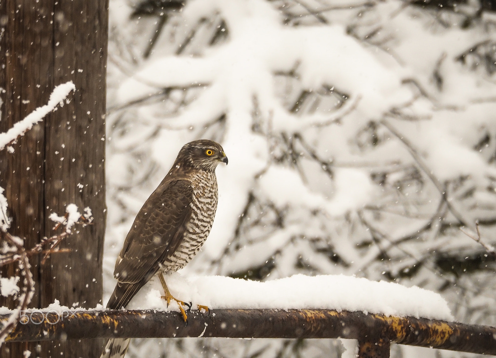 Olympus PEN E-PL7 sample photo. Sparrow hawk photography