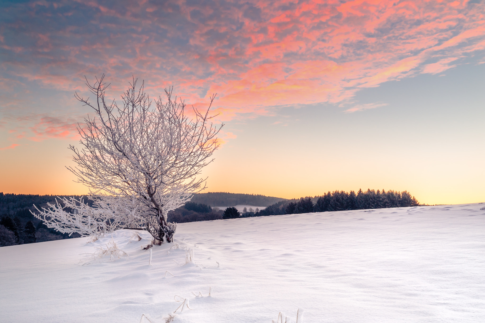 Canon EOS M3 + Canon EF-M 11-22mm F4-5.6 IS STM sample photo. Frozen tree in a winter landscape photography