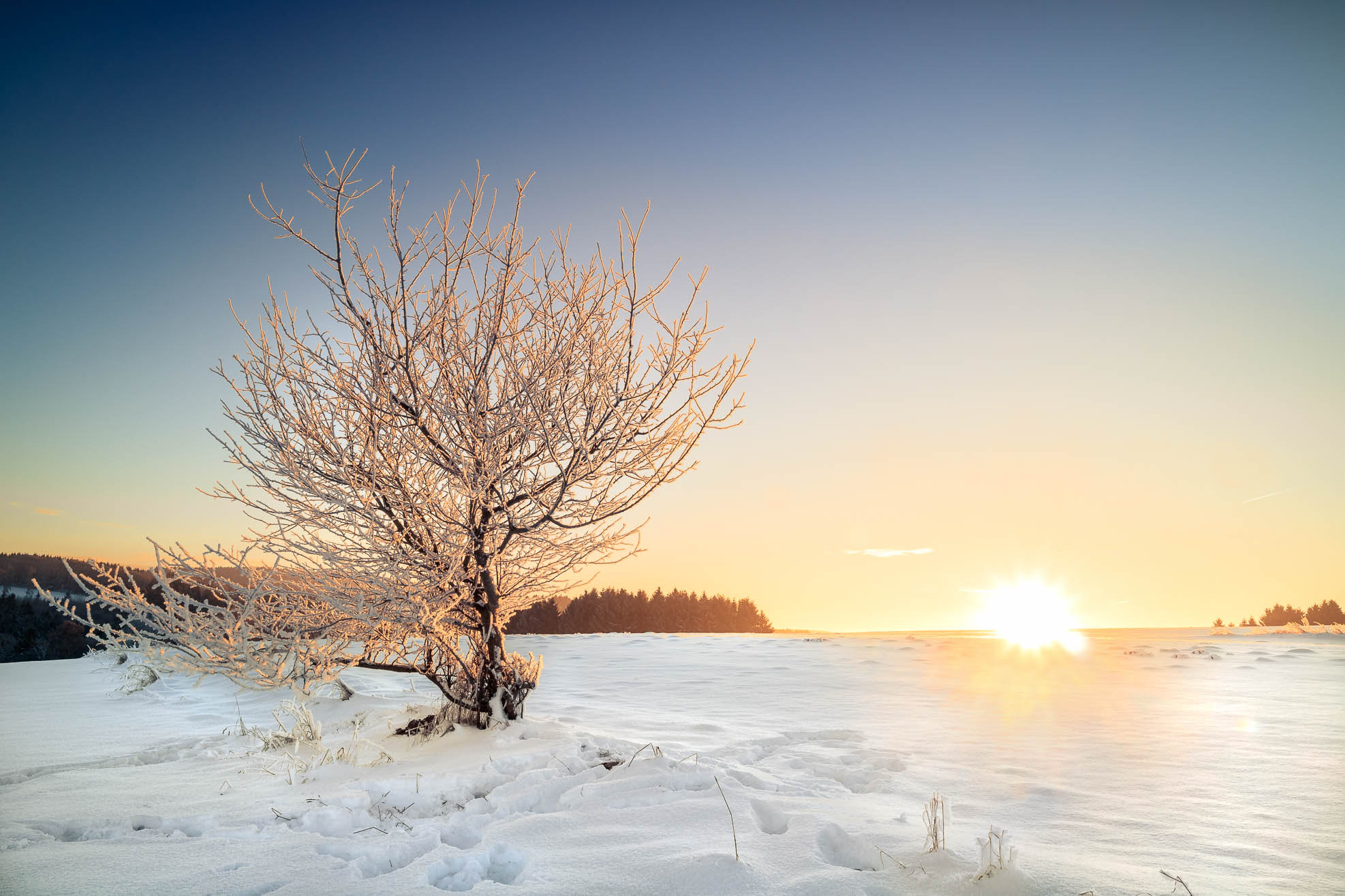 Canon EOS M3 + Canon EF-M 11-22mm F4-5.6 IS STM sample photo. Frozen tree in front of a winter sunrise photography