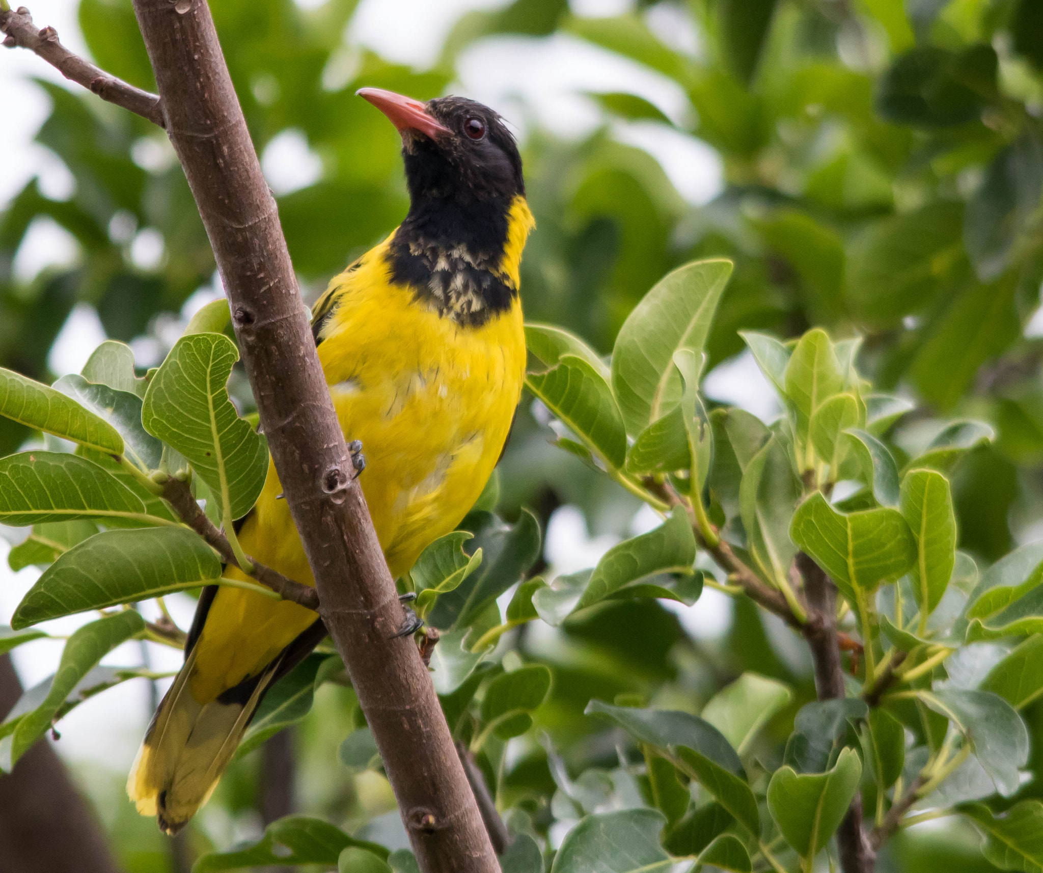 Canon EOS 750D (EOS Rebel T6i / EOS Kiss X8i) + Sigma 150-500mm F5-6.3 DG OS HSM sample photo. Black headed oriole photography