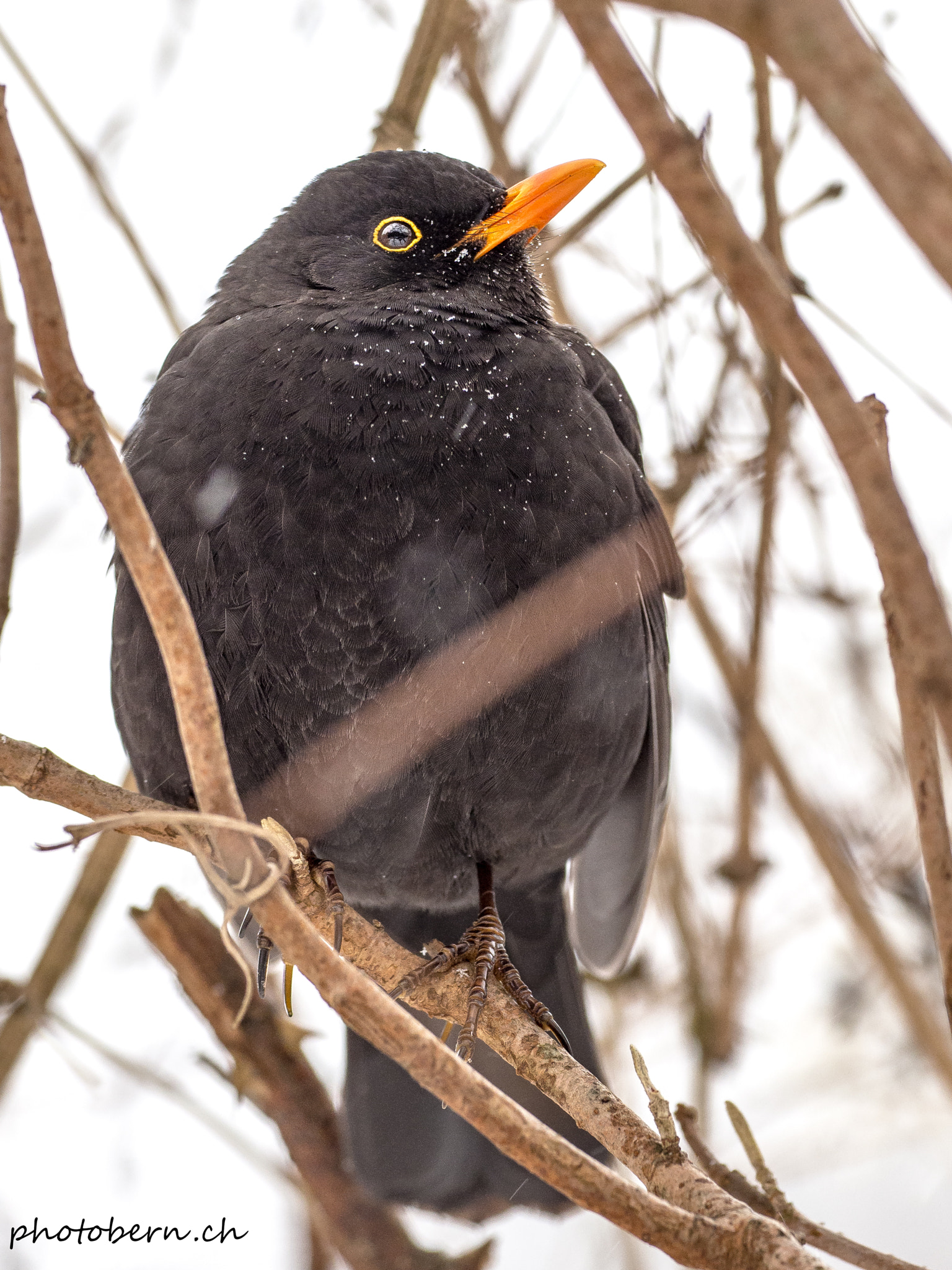 Olympus OM-D E-M1 Mark II + OLYMPUS M.300mm F4.0 sample photo. Amsel photography