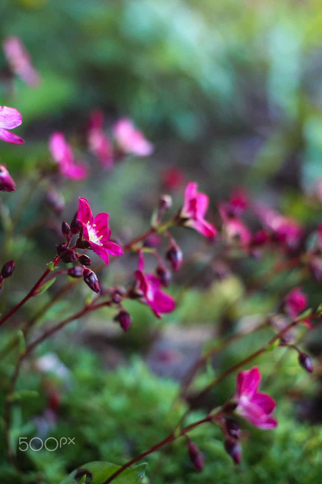 Canon EOS 50D + Canon EF 40mm F2.8 STM sample photo. 16*4{25} photography