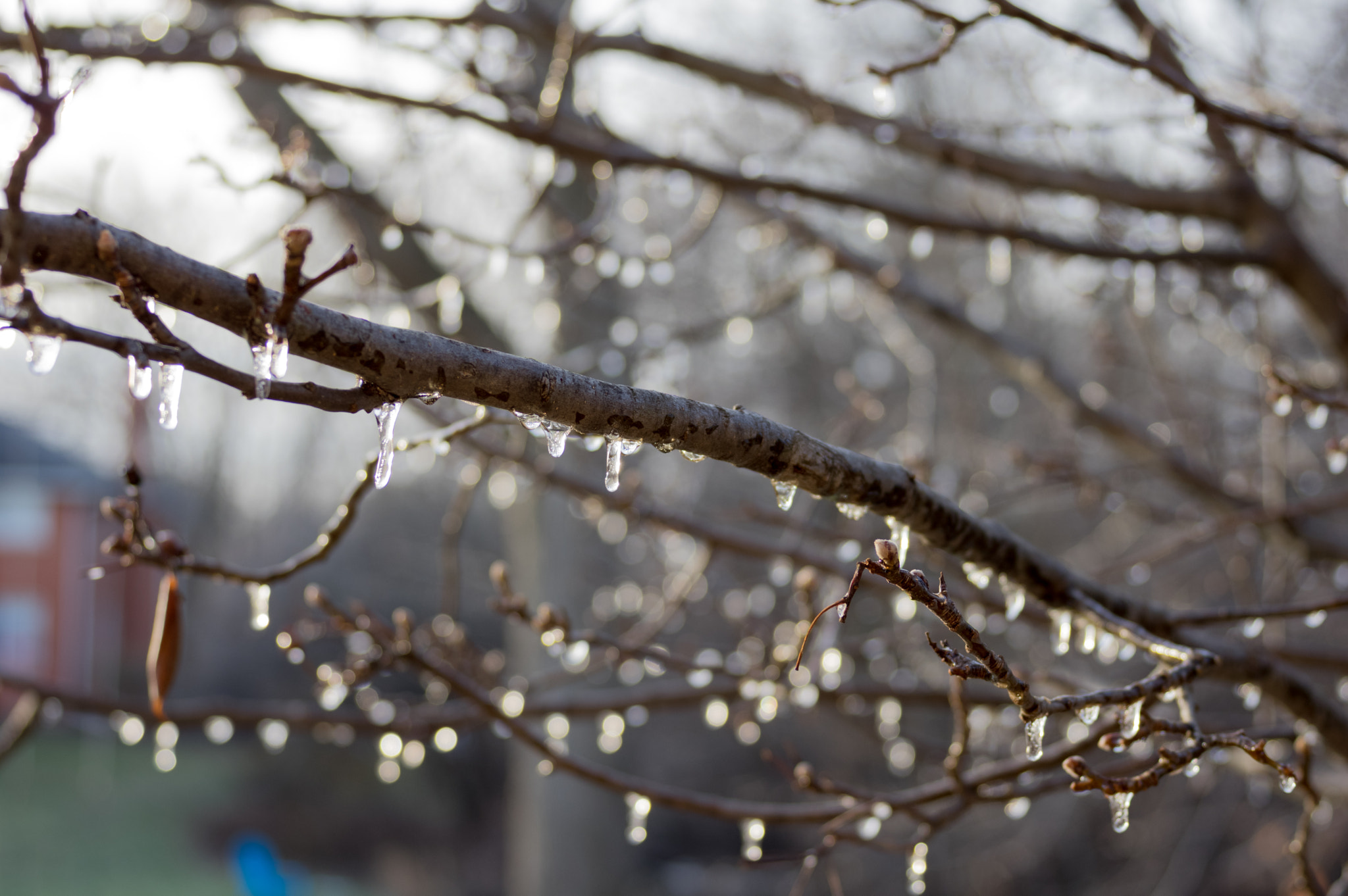HD Pentax DA 40mm F2.8 Limited sample photo. Freezing rain on branches - 4 photography