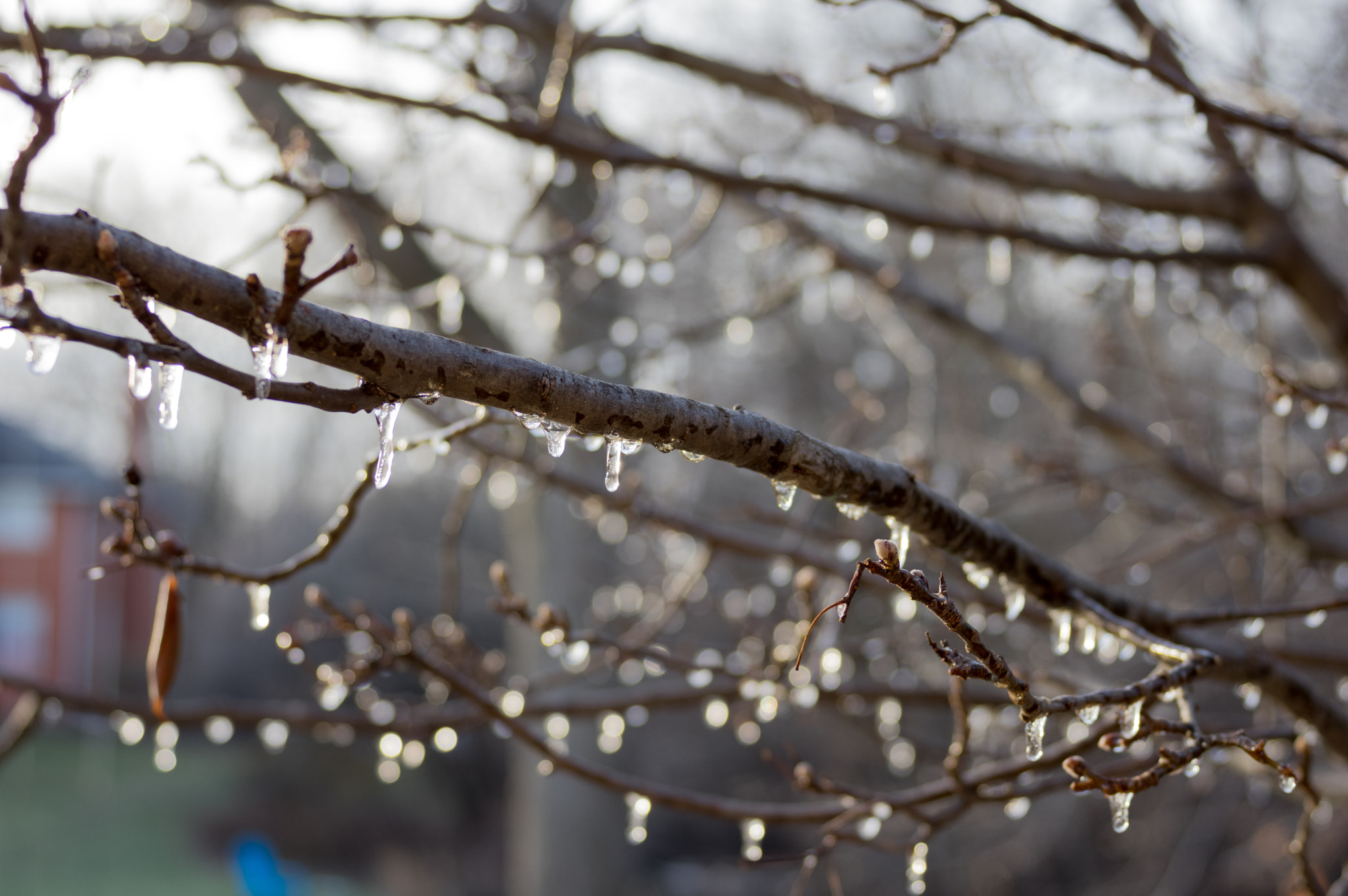 Pentax K-3 + HD Pentax DA 40mm F2.8 Limited sample photo. Freezing rain on branches - 4 photography