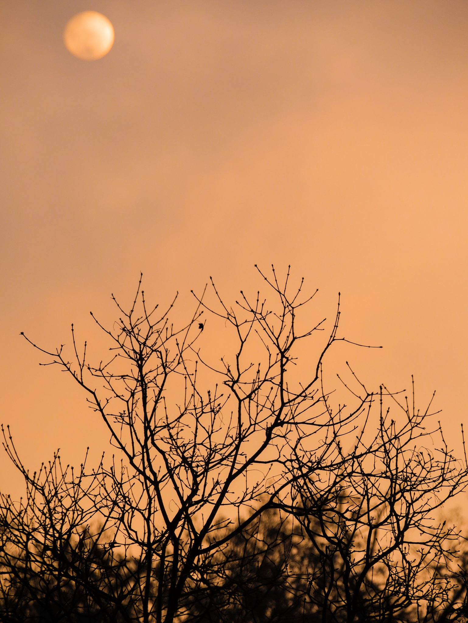 Panasonic Lumix DMC-G7 sample photo. Orange colored sky photography
