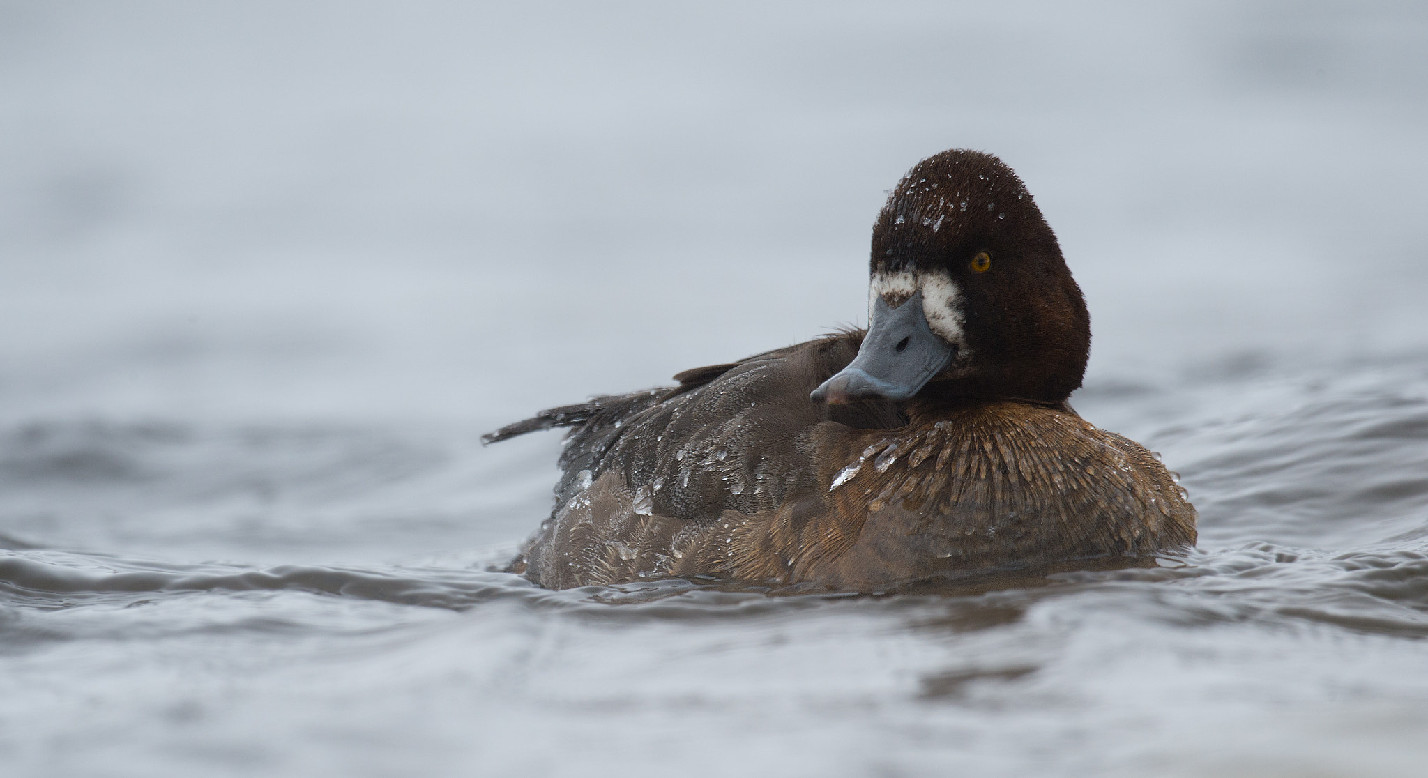 Nikon AF-S Nikkor 800mm F5.6E FL ED VR sample photo. Petit fuligule, aythaya affinis, lesser scaup photography