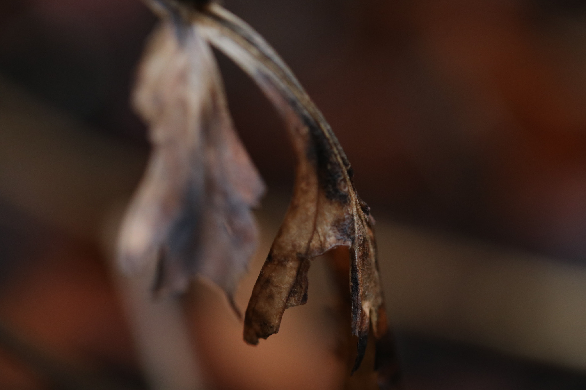 Canon EF 100mm F2.8L Macro IS USM sample photo. What's left of the garden photography