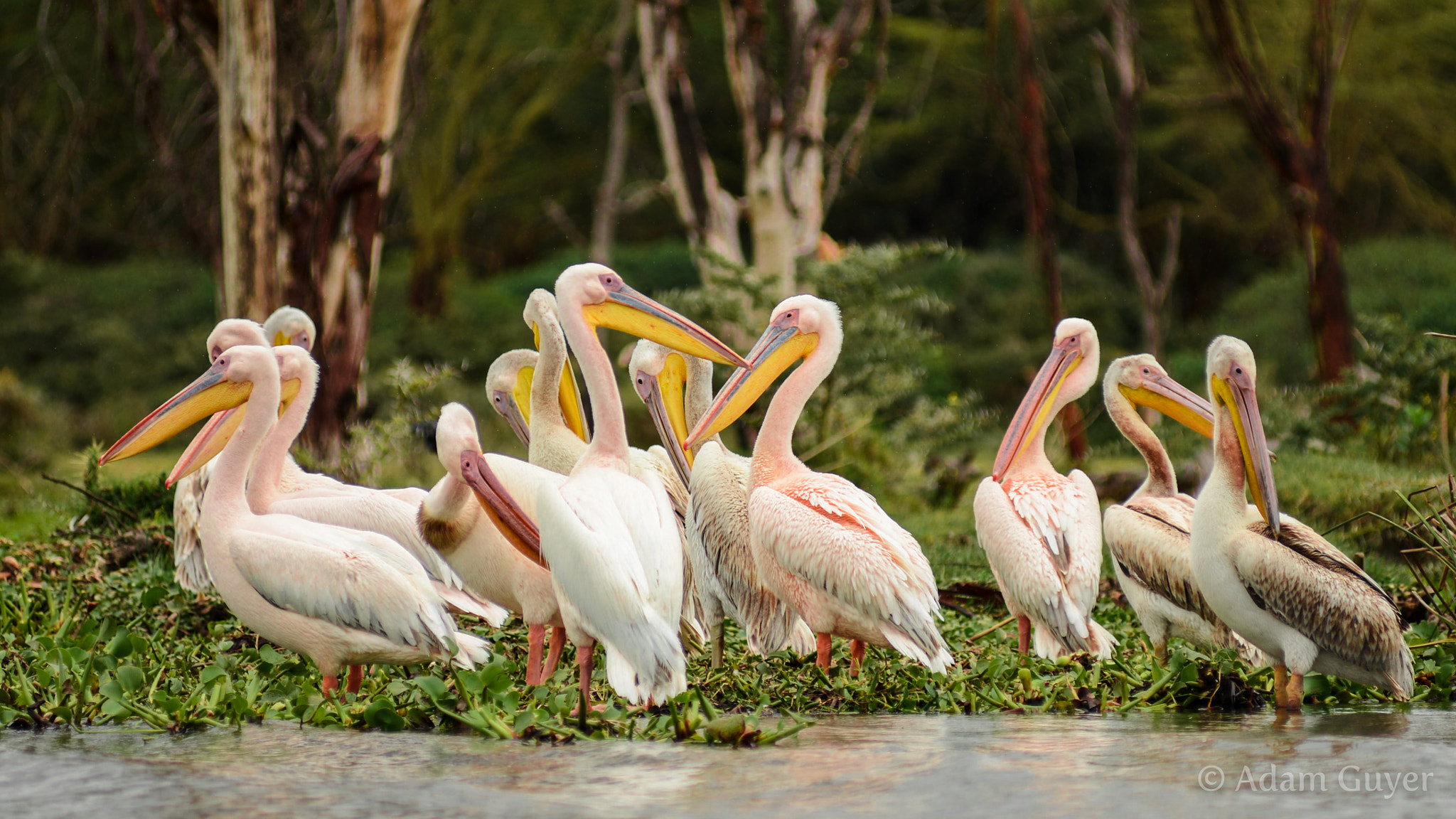 Nikon AF-Nikkor 80-200mm F2.8D ED sample photo. Pelicans photography