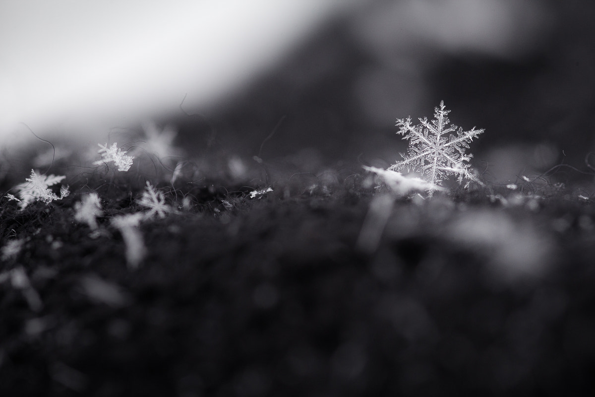 Canon EOS 5D Mark II + Sigma 105mm F2.8 EX DG Macro sample photo. Winter stars... photography