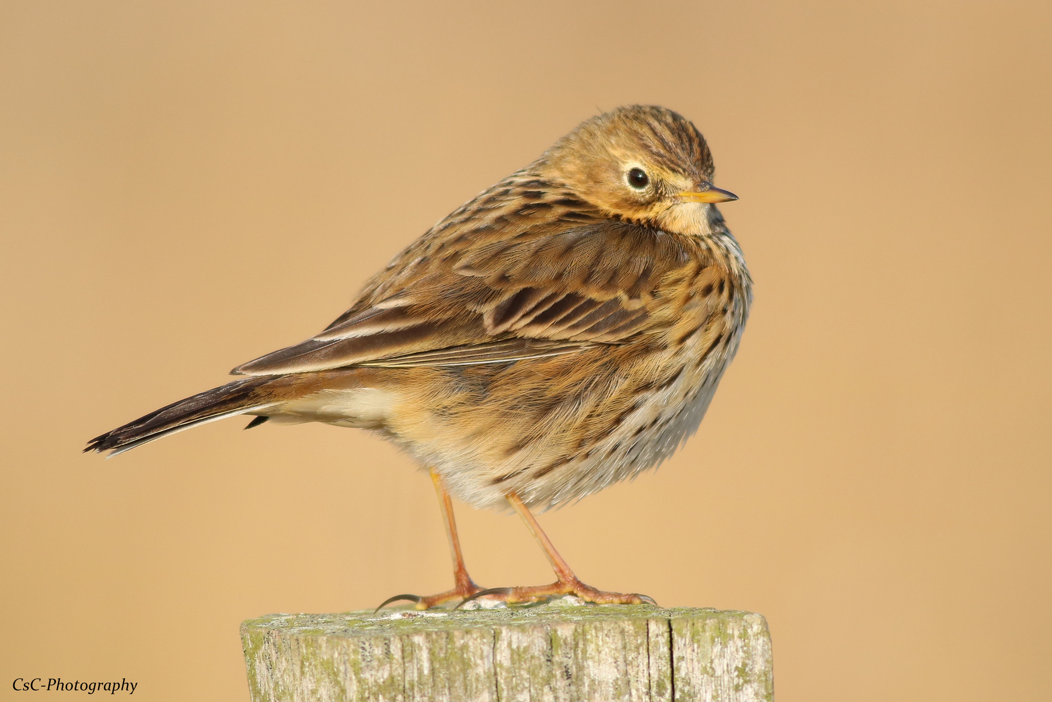 Canon EOS 760D (EOS Rebel T6s / EOS 8000D) + Canon EF 400mm F5.6L USM sample photo. Meadow pipit photography