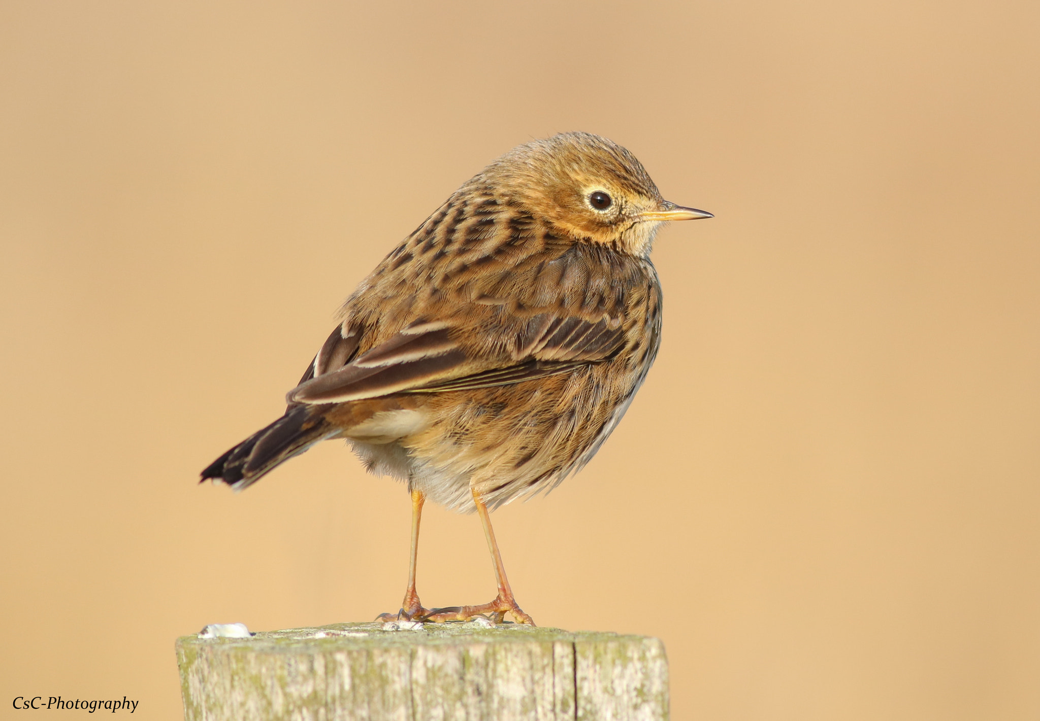 Canon EOS 760D (EOS Rebel T6s / EOS 8000D) + Canon EF 400mm F5.6L USM sample photo. Meadow pipit photography