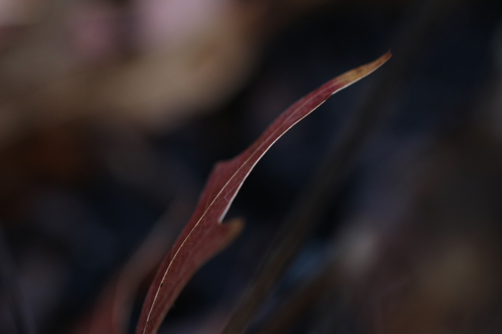 Canon EF 100mm F2.8L Macro IS USM sample photo. On the edge photography