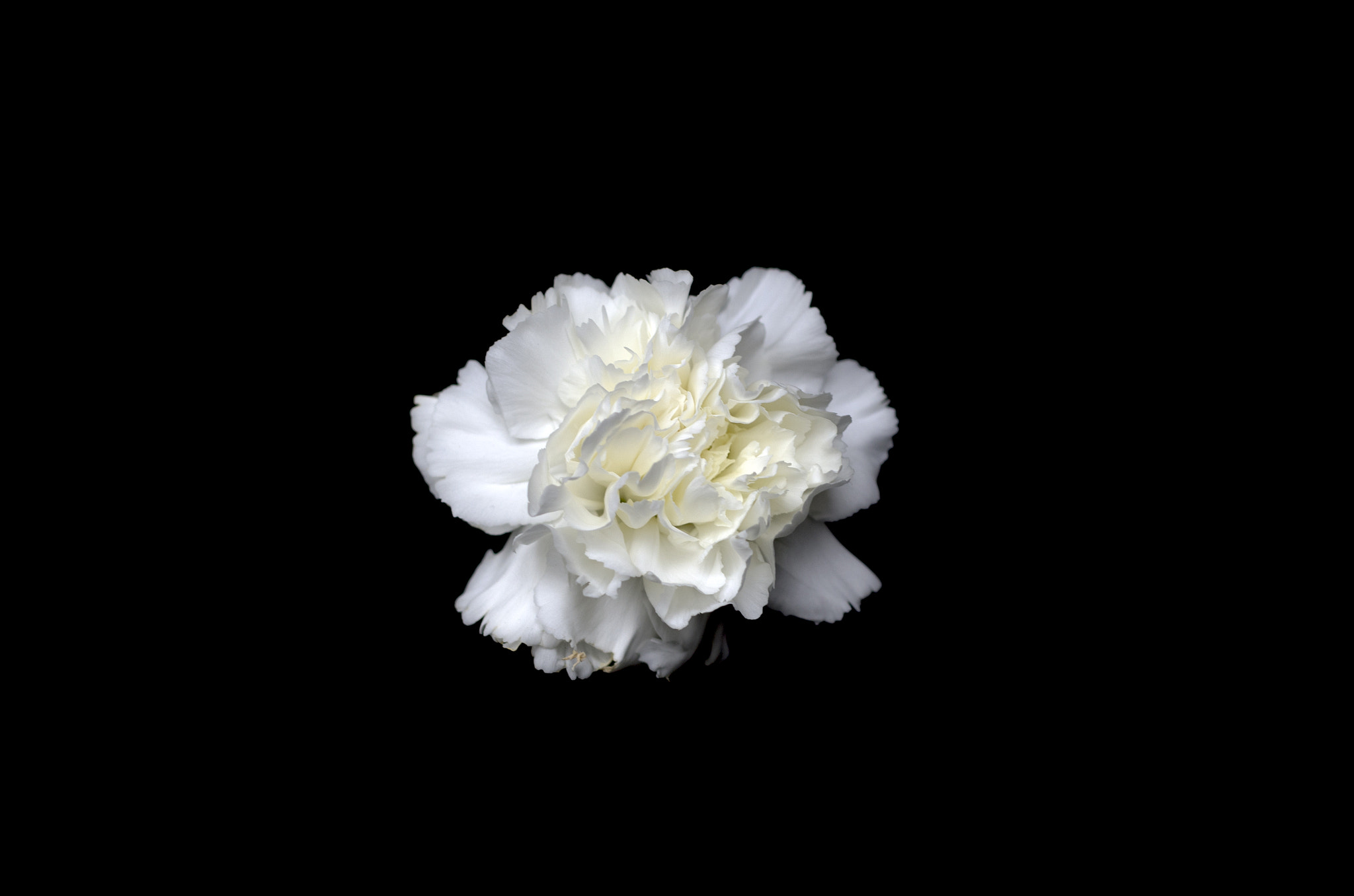 Nikon D7000 + Sigma 50mm F1.4 DG HSM Art sample photo. Carnation photography