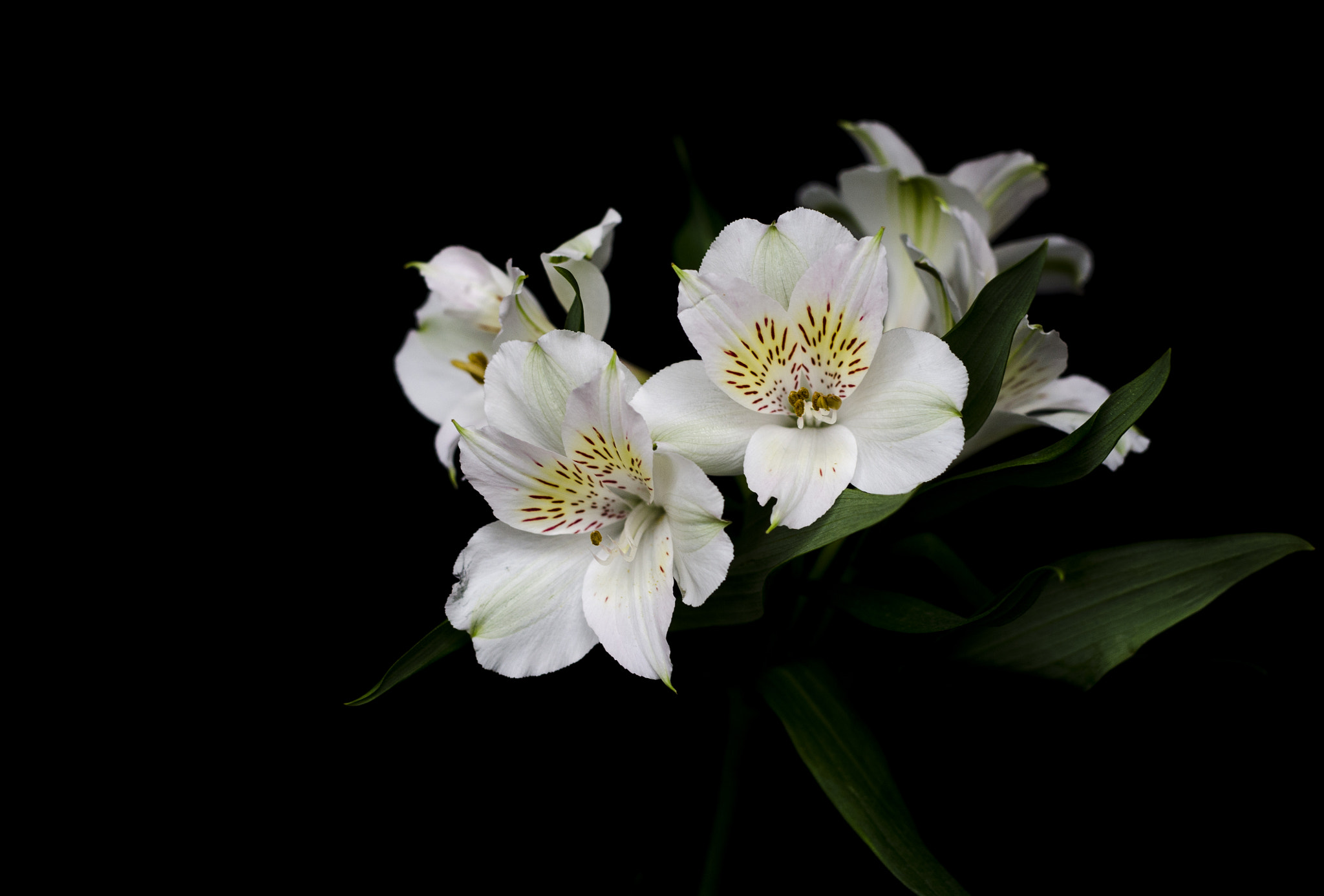 Nikon D7000 + Sigma 50mm F1.4 DG HSM Art sample photo. Lilys photography