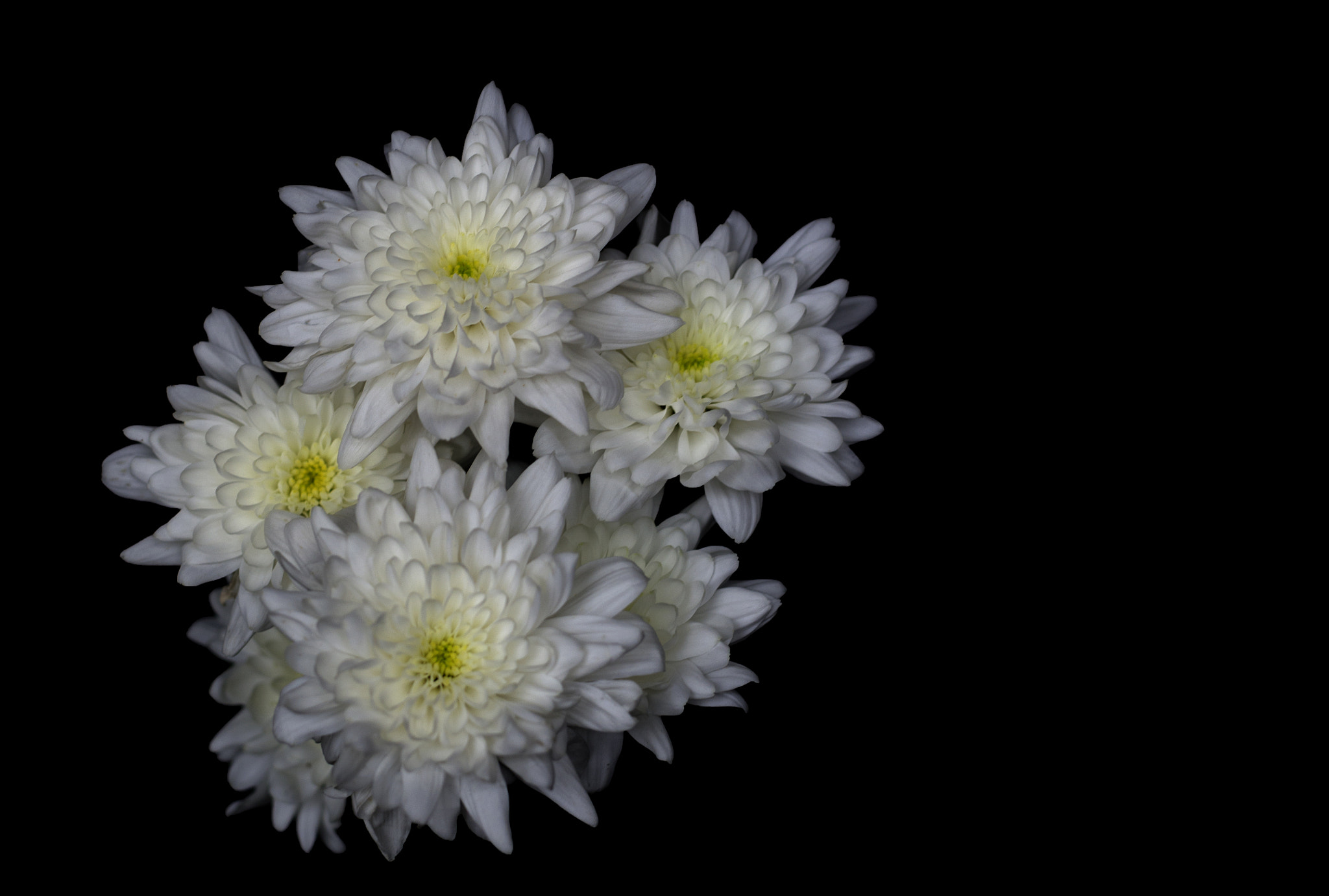 Nikon D7000 + Sigma 50mm F1.4 DG HSM Art sample photo. Flowers photography