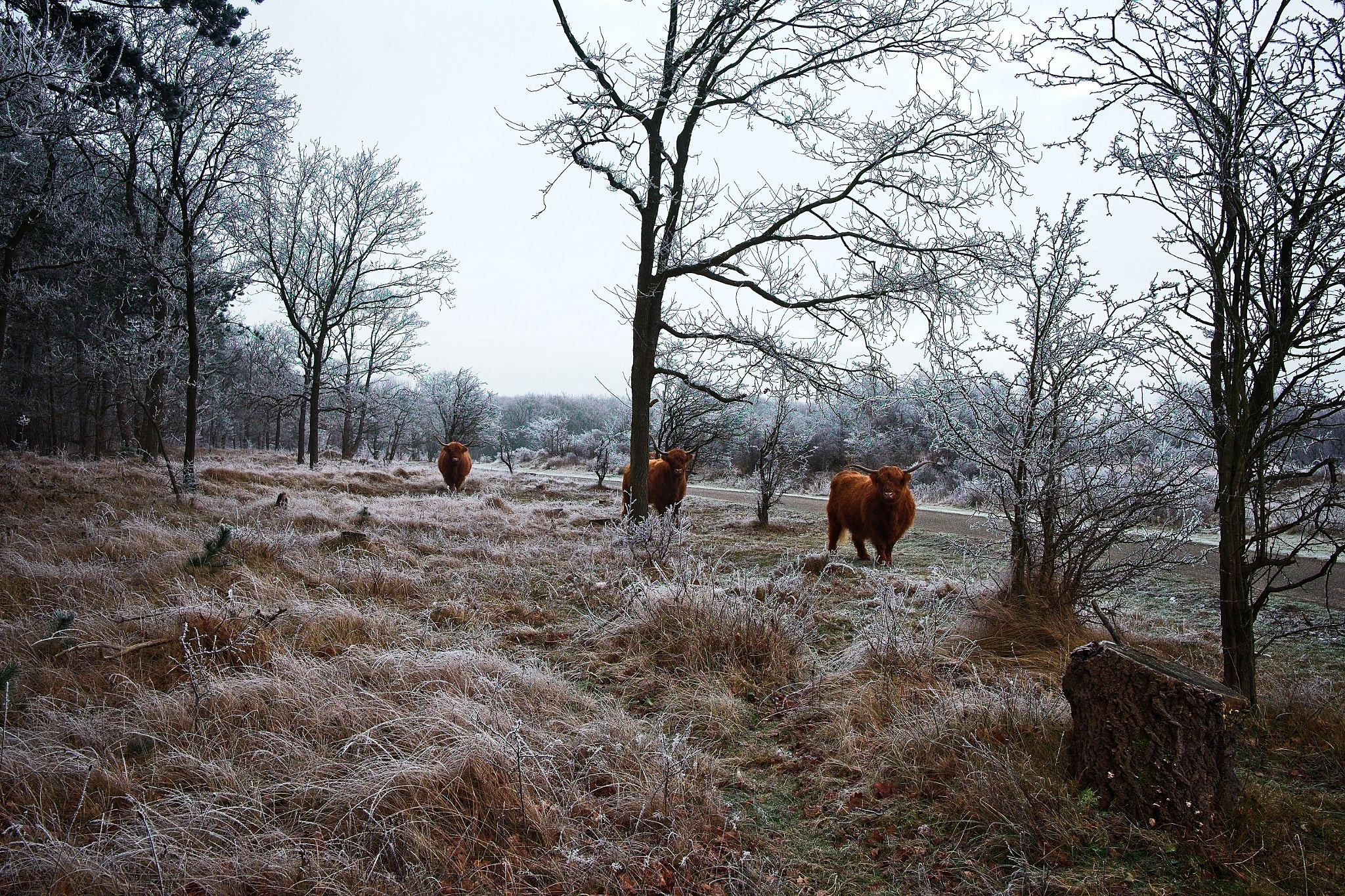 Fujifilm X-T10 + Fujifilm XF 23mm F2 R WR sample photo. Highlanders in the cold photography