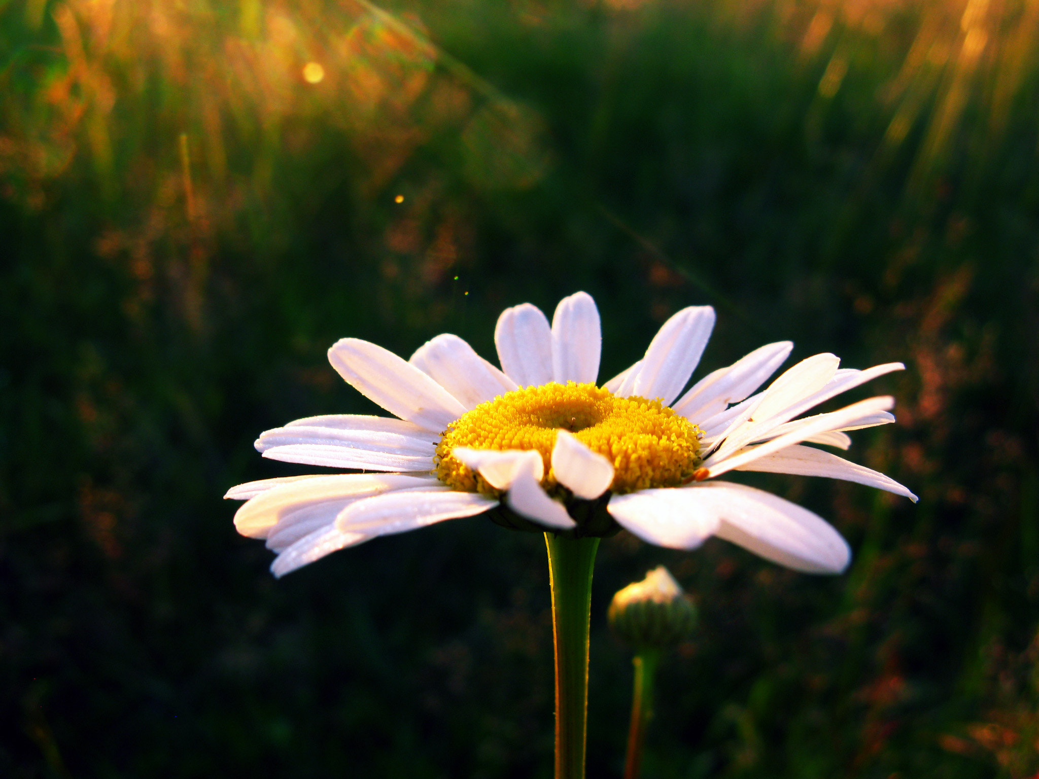 Canon POWERSHOT A720 IS sample photo. Camomile photography