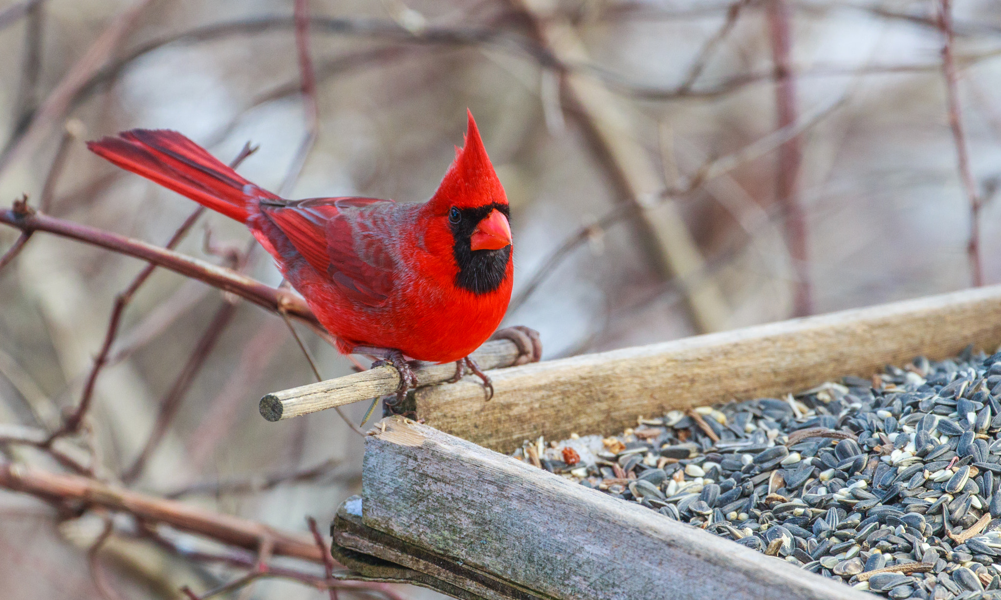 Canon EOS 550D (EOS Rebel T2i / EOS Kiss X4) sample photo. Mr. cardinal comes to lunch photography