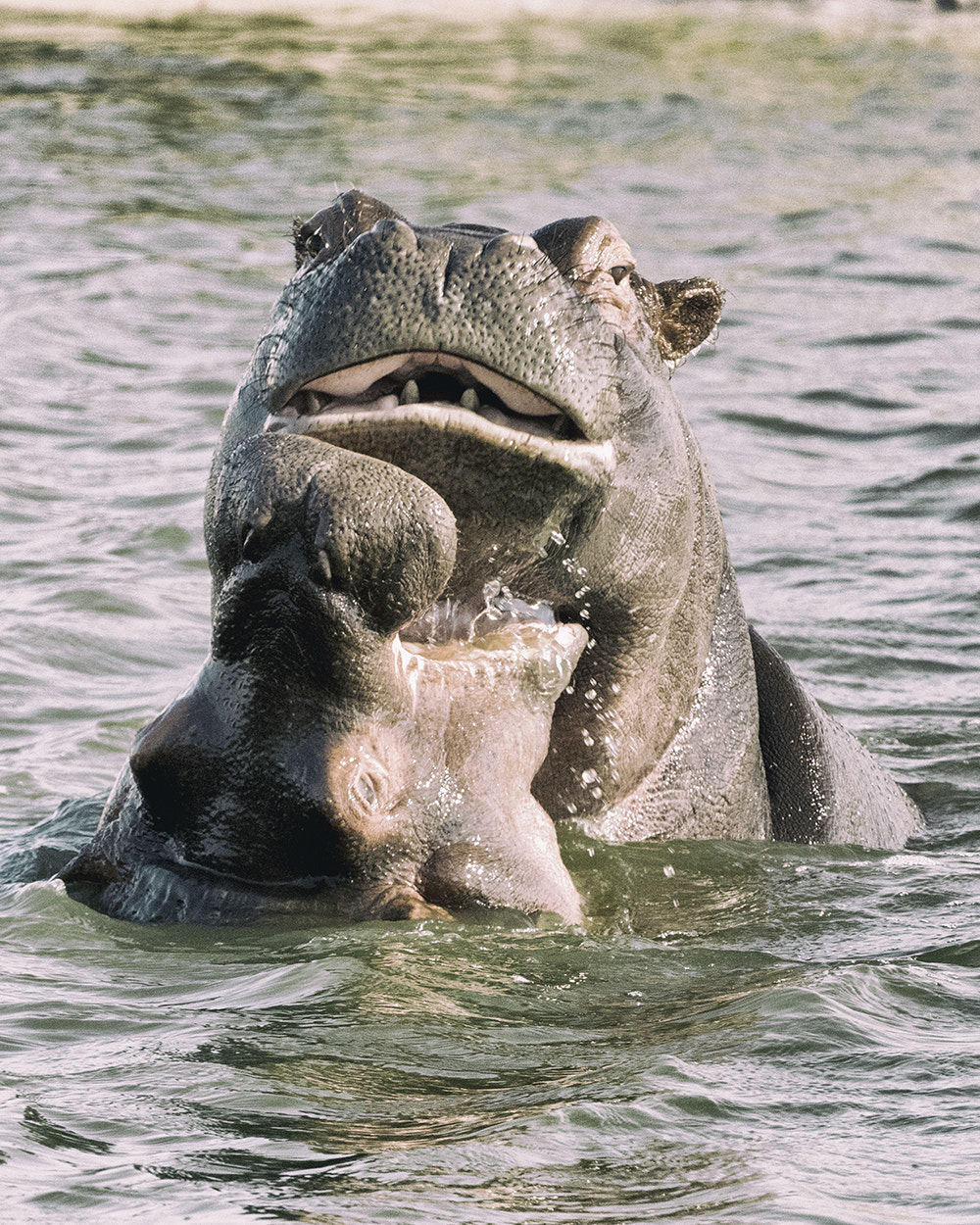 Nikon D810 sample photo. Young hippos photography