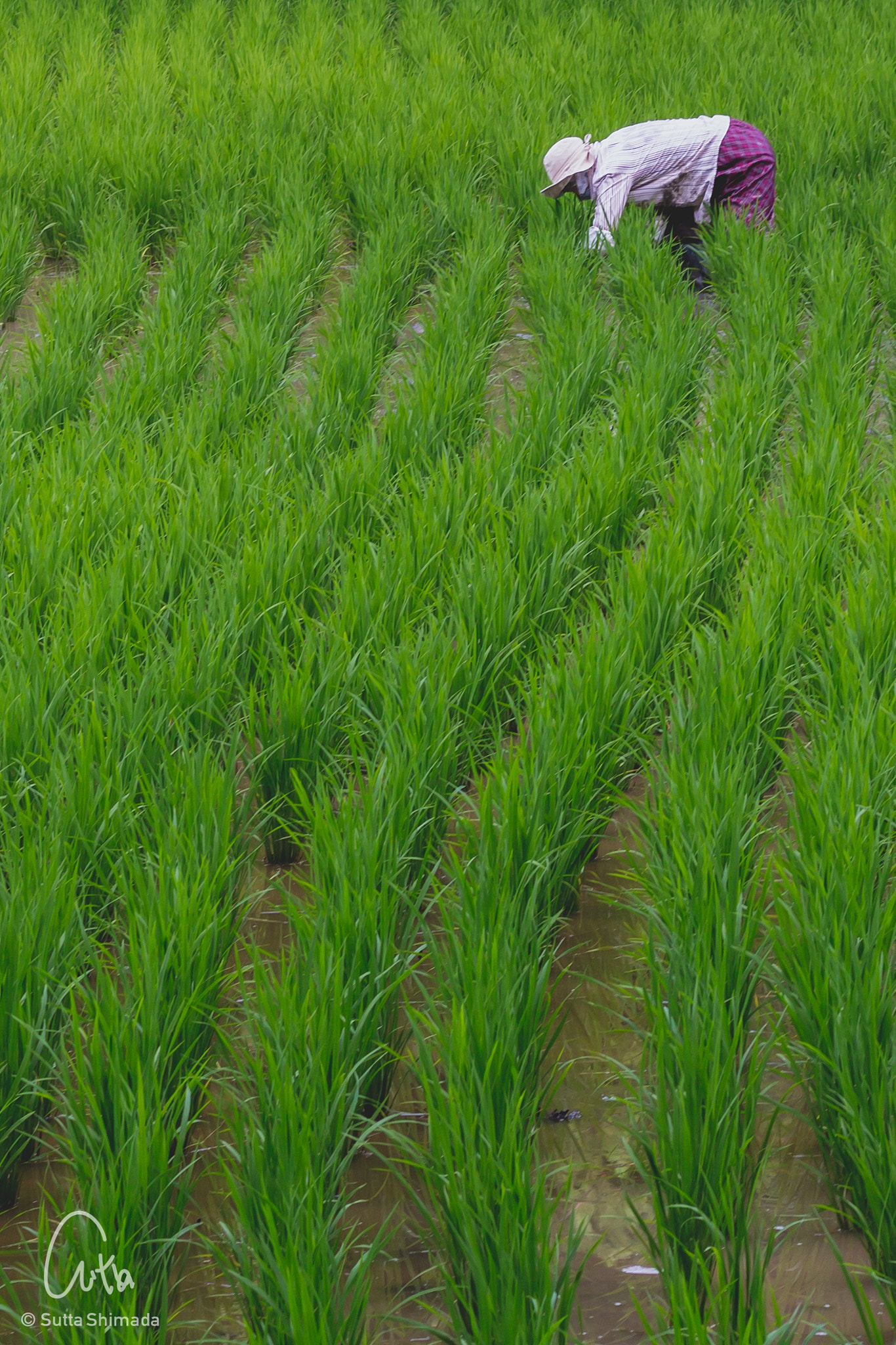 Canon EOS M3 + Canon EF 50mm F1.8 STM sample photo. Paddy field photography