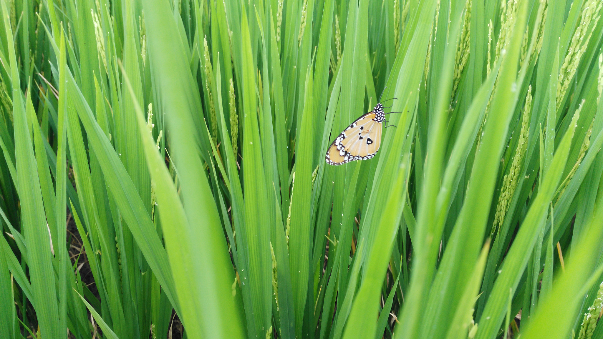 HUAWEI Che1-L04 sample photo. Mobile mcro photography