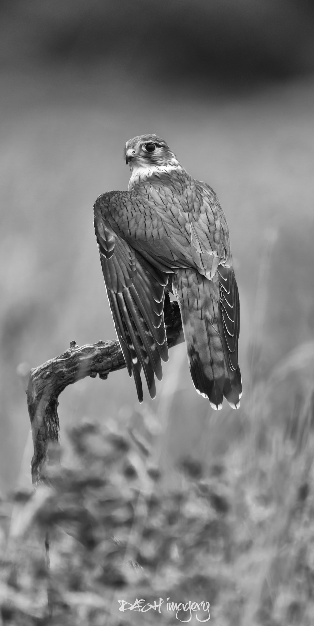 Nikon D800 sample photo. Merlin falcon photography
