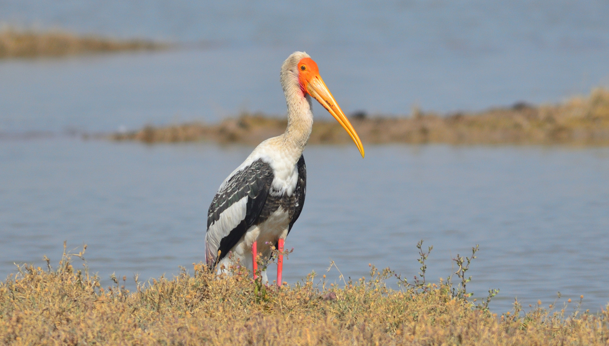 Nikon D7000 + Nikon AF-S Nikkor 300mm F4D ED-IF sample photo. Painted stork photography