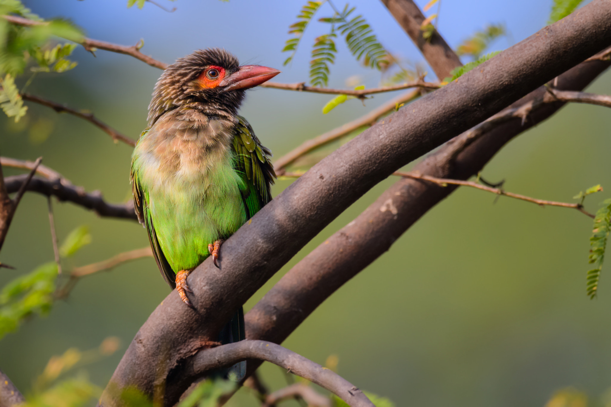 Nikon D5 sample photo. Brown headed barbet megalaima zeylanica খয়রমথ বসনতবর photography