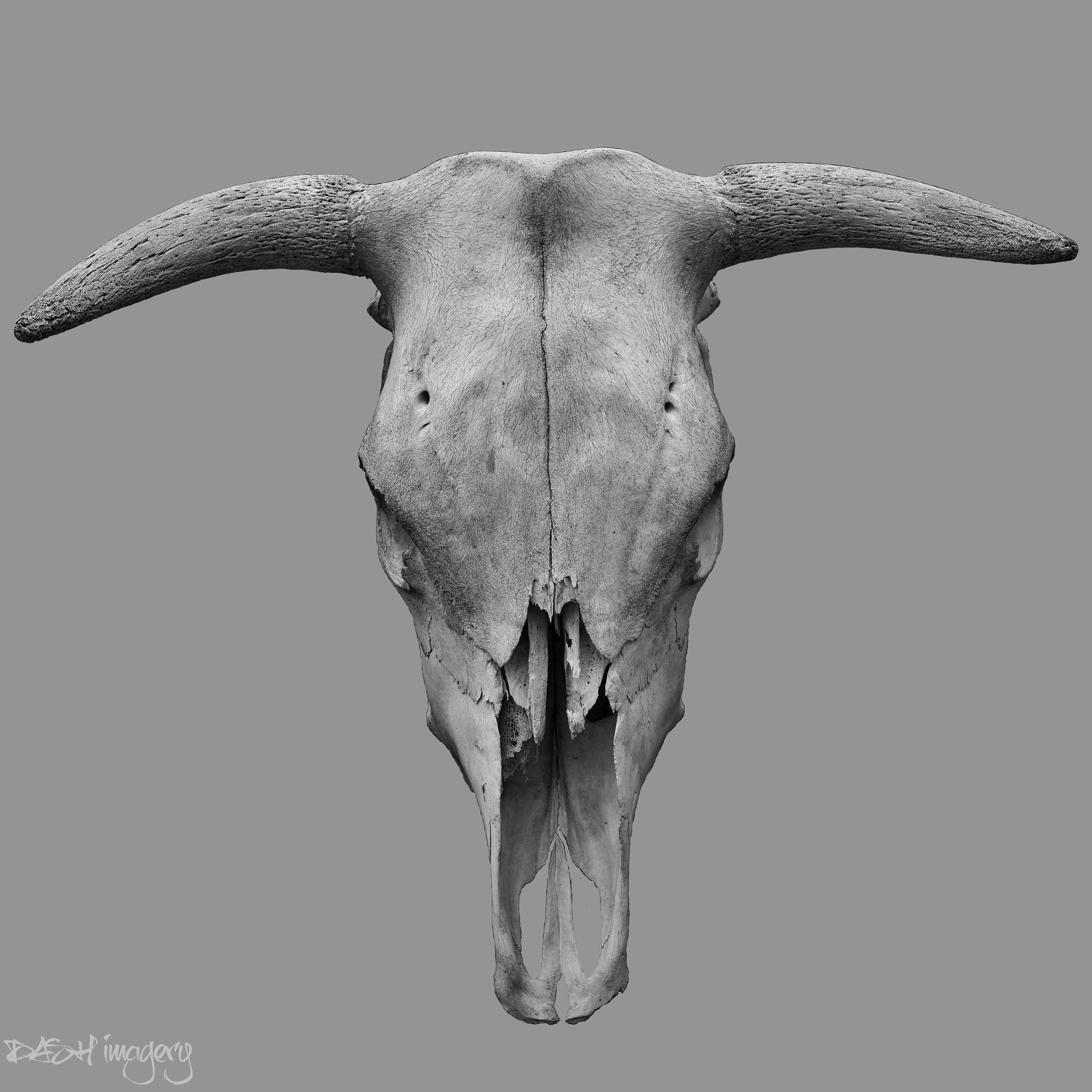 Hasselblad H3D + HC 35 sample photo. Bull skull photography