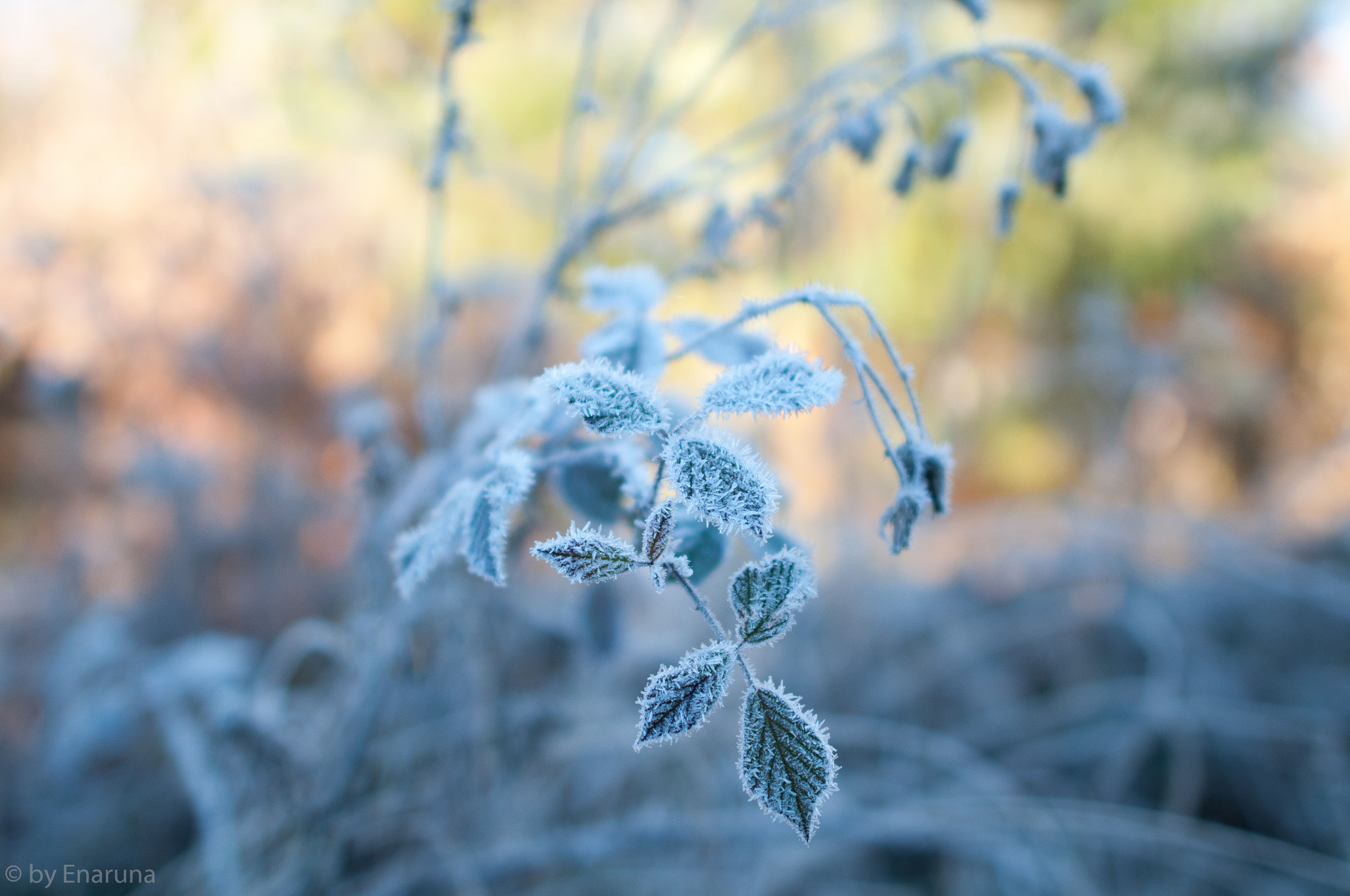 Nikon D300S sample photo. Gentle beauty in the rising sun photography