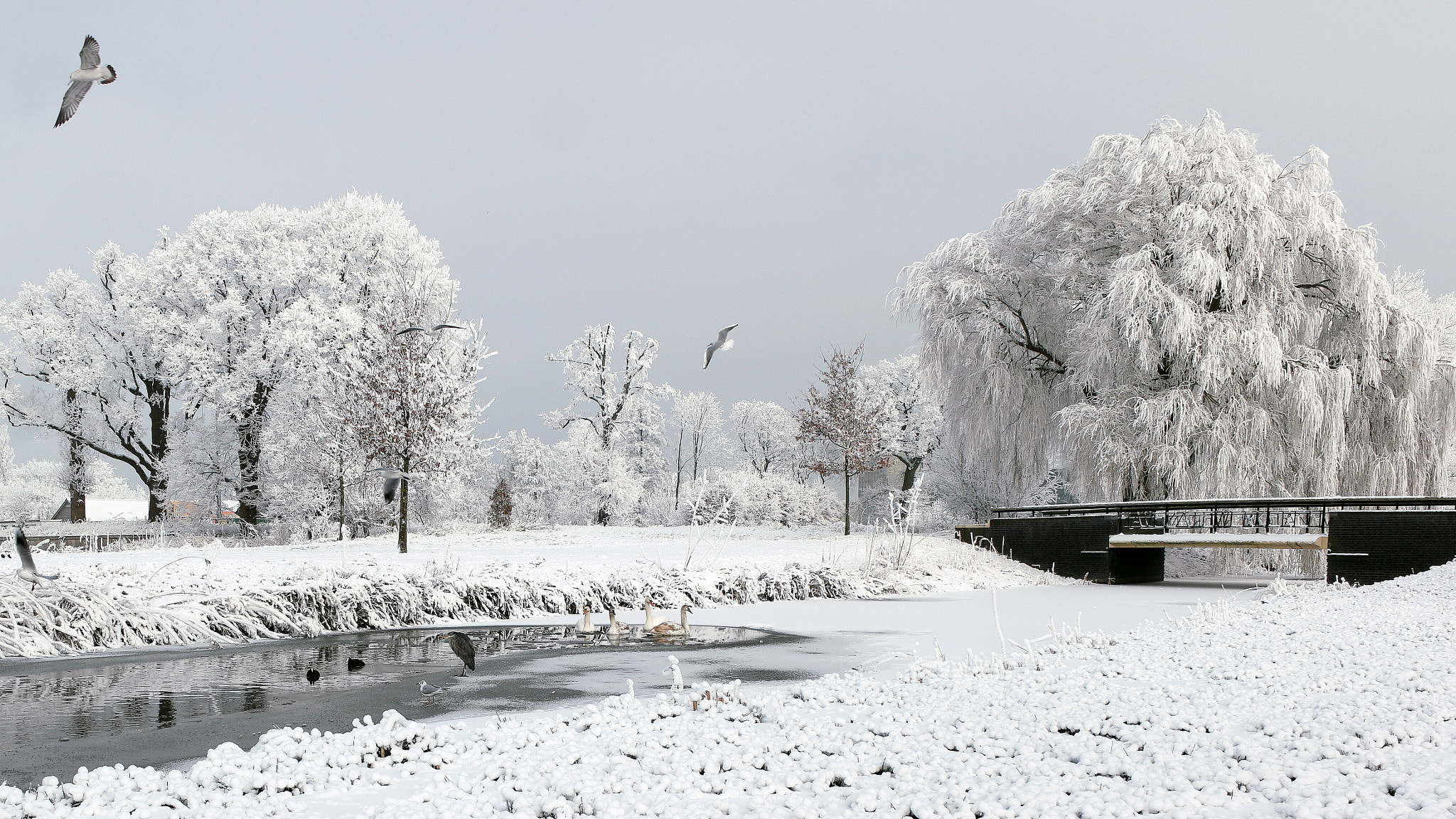 Saumsun NX 16-50mm F2-2.8 S ED OIS sample photo. Winterwonderland photography