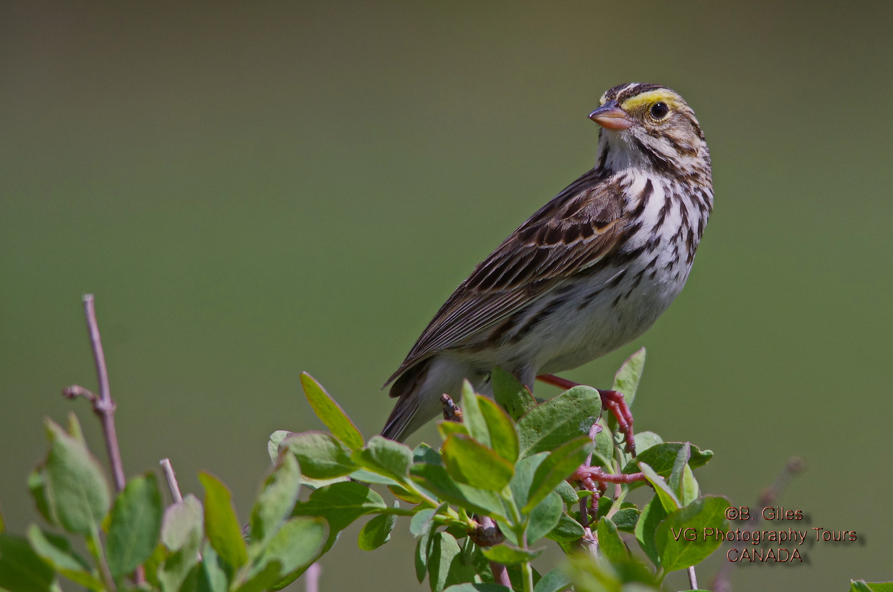 Sigma 150-500mm F5-6.3 DG OS HSM sample photo. Morning inspection photography