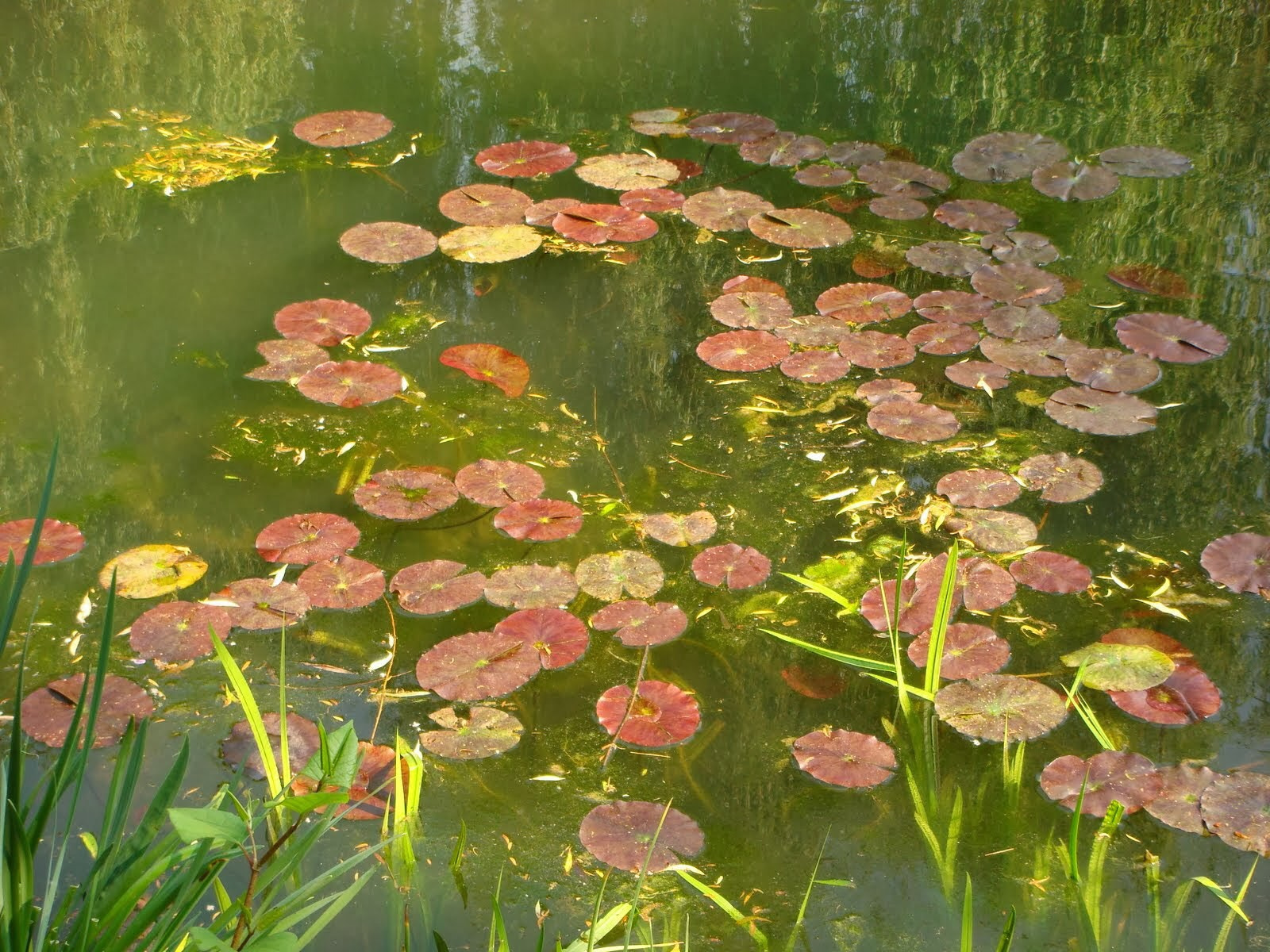 Sony DSC-T100 sample photo. Reflections on mr monet's pond, giverny photography