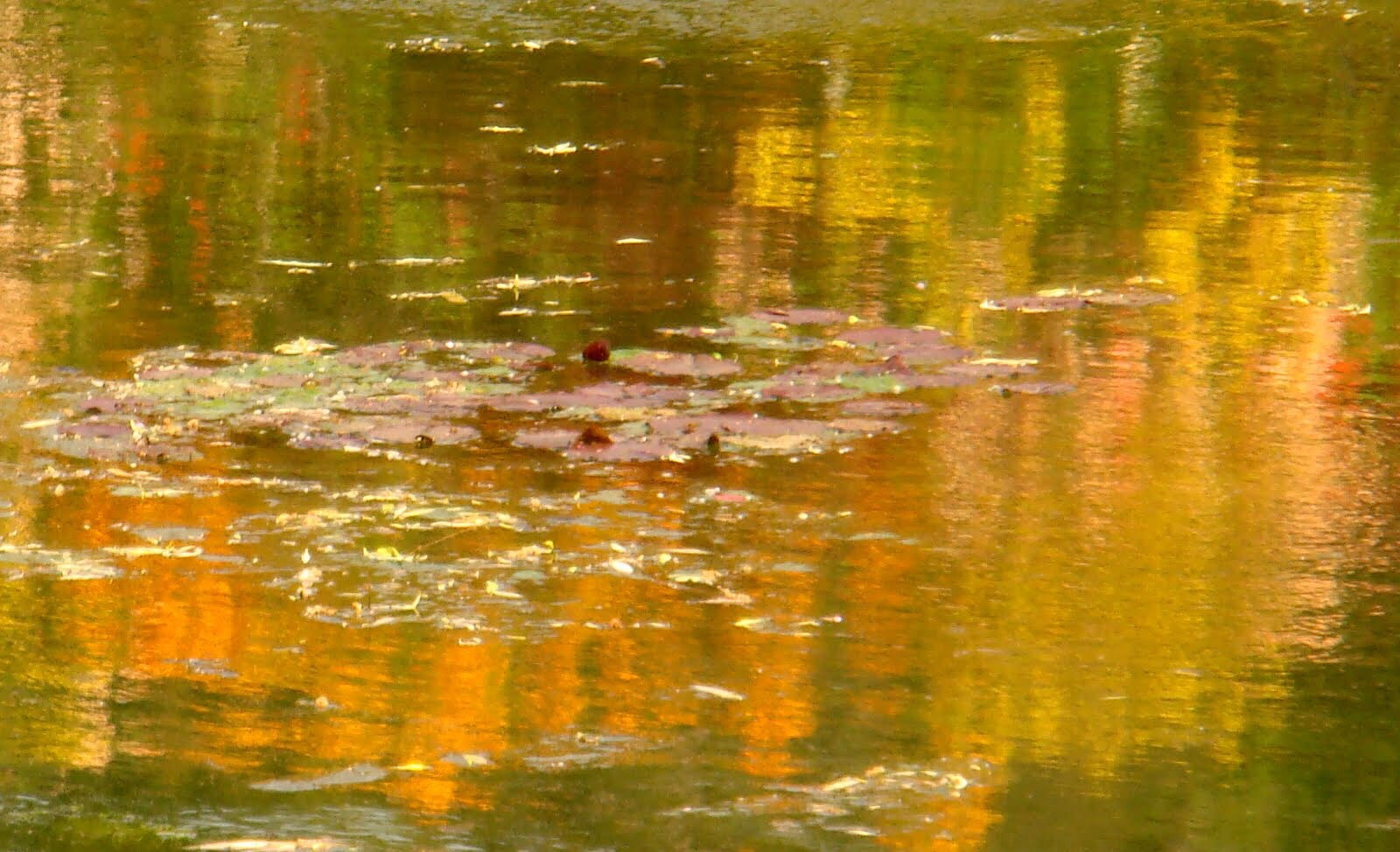 Sony DSC-T100 sample photo. Reflections in mr monet's pond, giverny photography