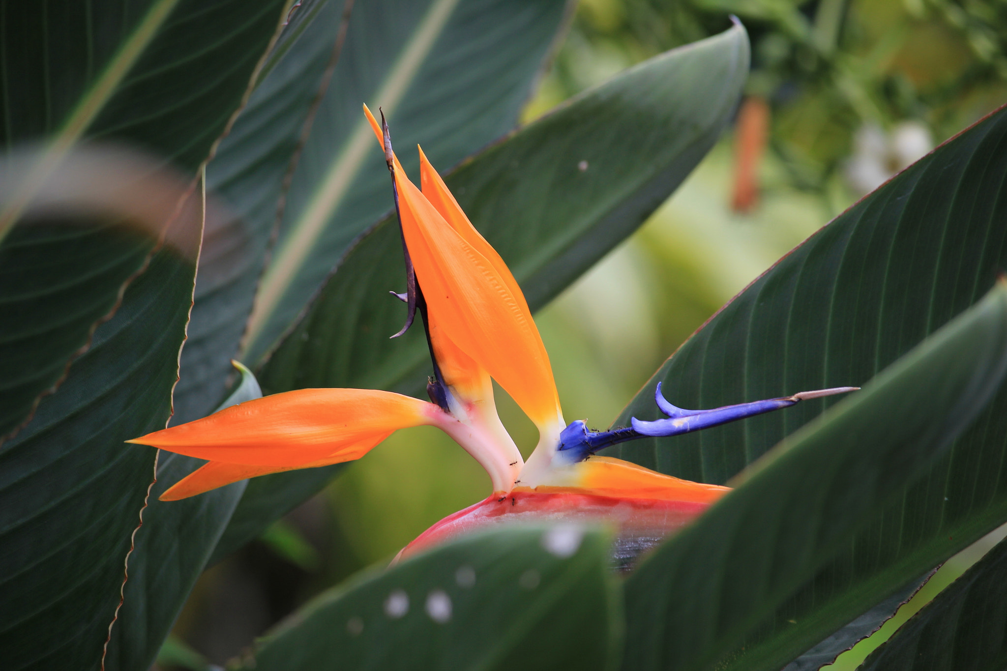 Canon EF-S 55-250mm F4-5.6 IS STM sample photo. Bird in hiding photography