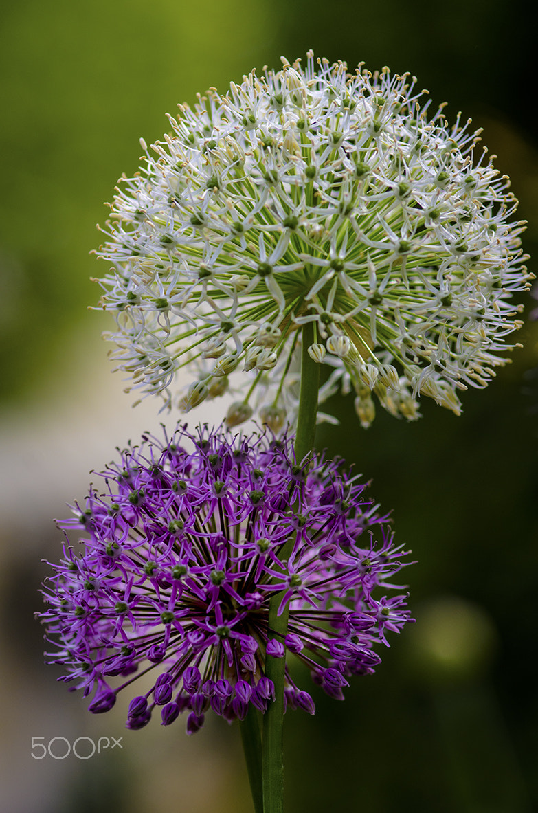 Pentax K-5 + Sigma sample photo. Allium-gladiator photography