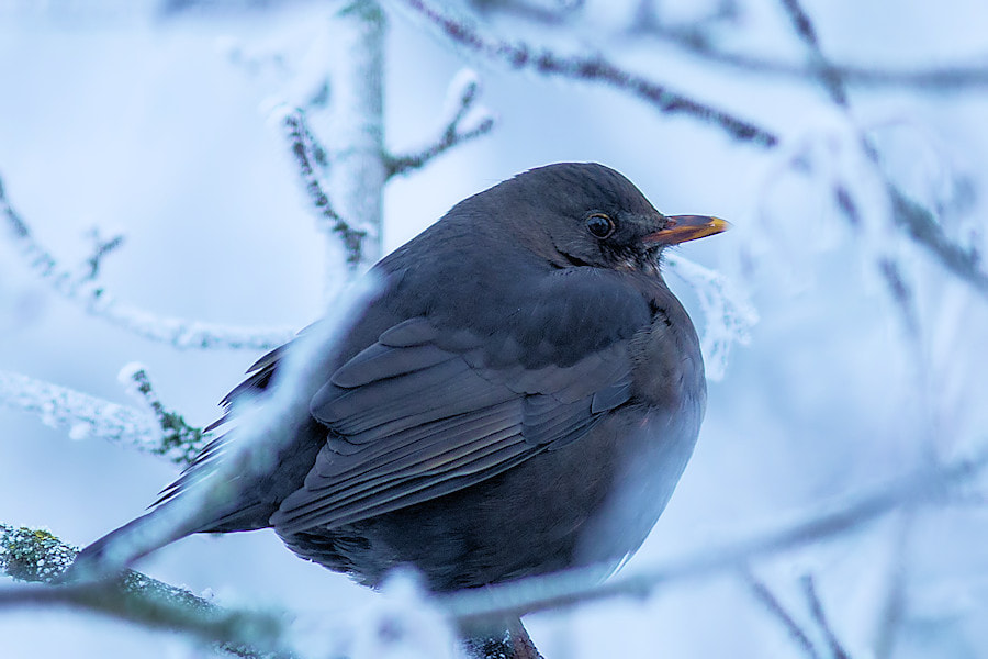 Canon EOS 6D + Canon EF 300mm F4L IS USM sample photo. Amsel im winter photography