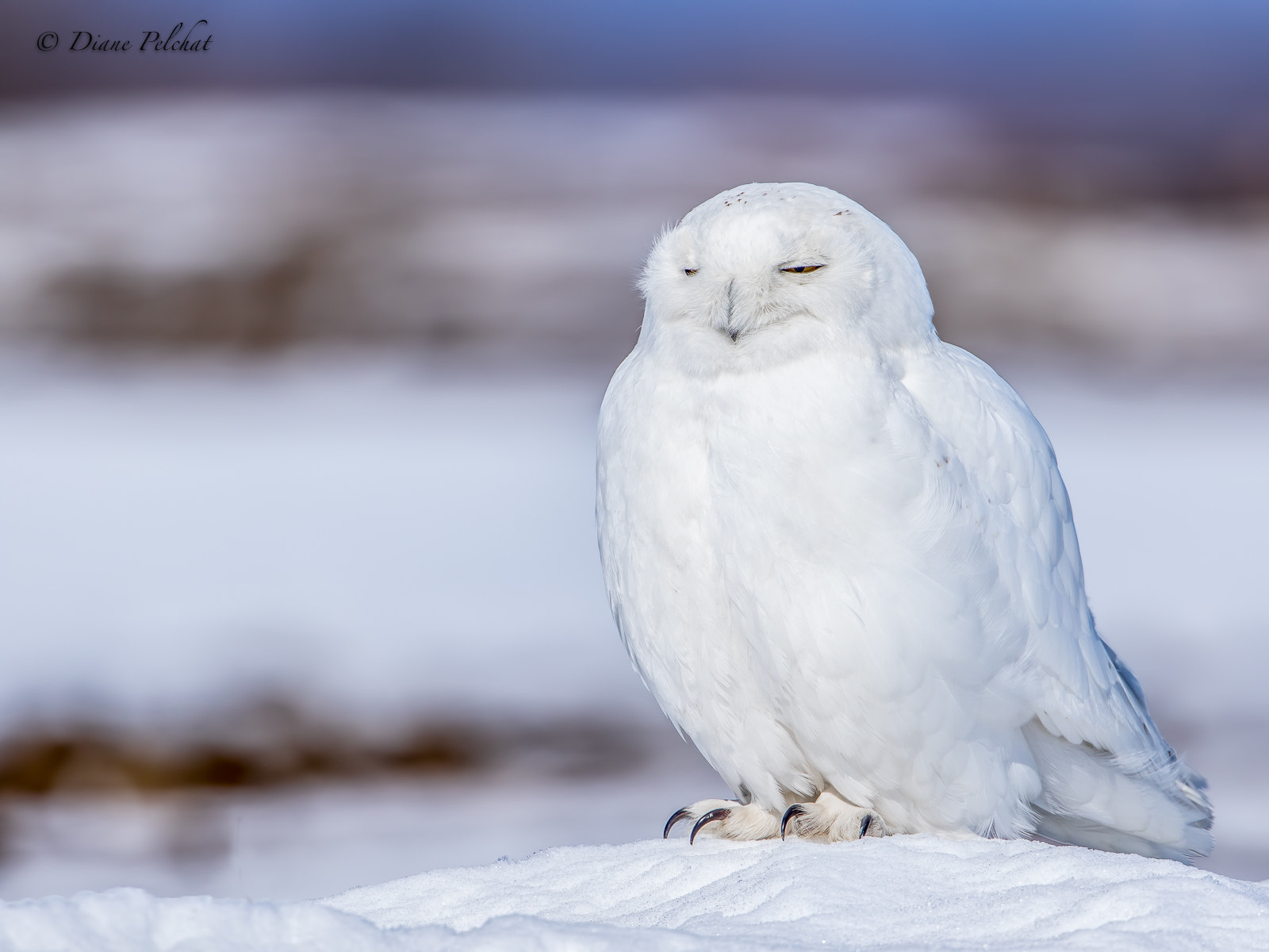 Canon EF 300mm F2.8L IS II USM sample photo. Moment of rest photography