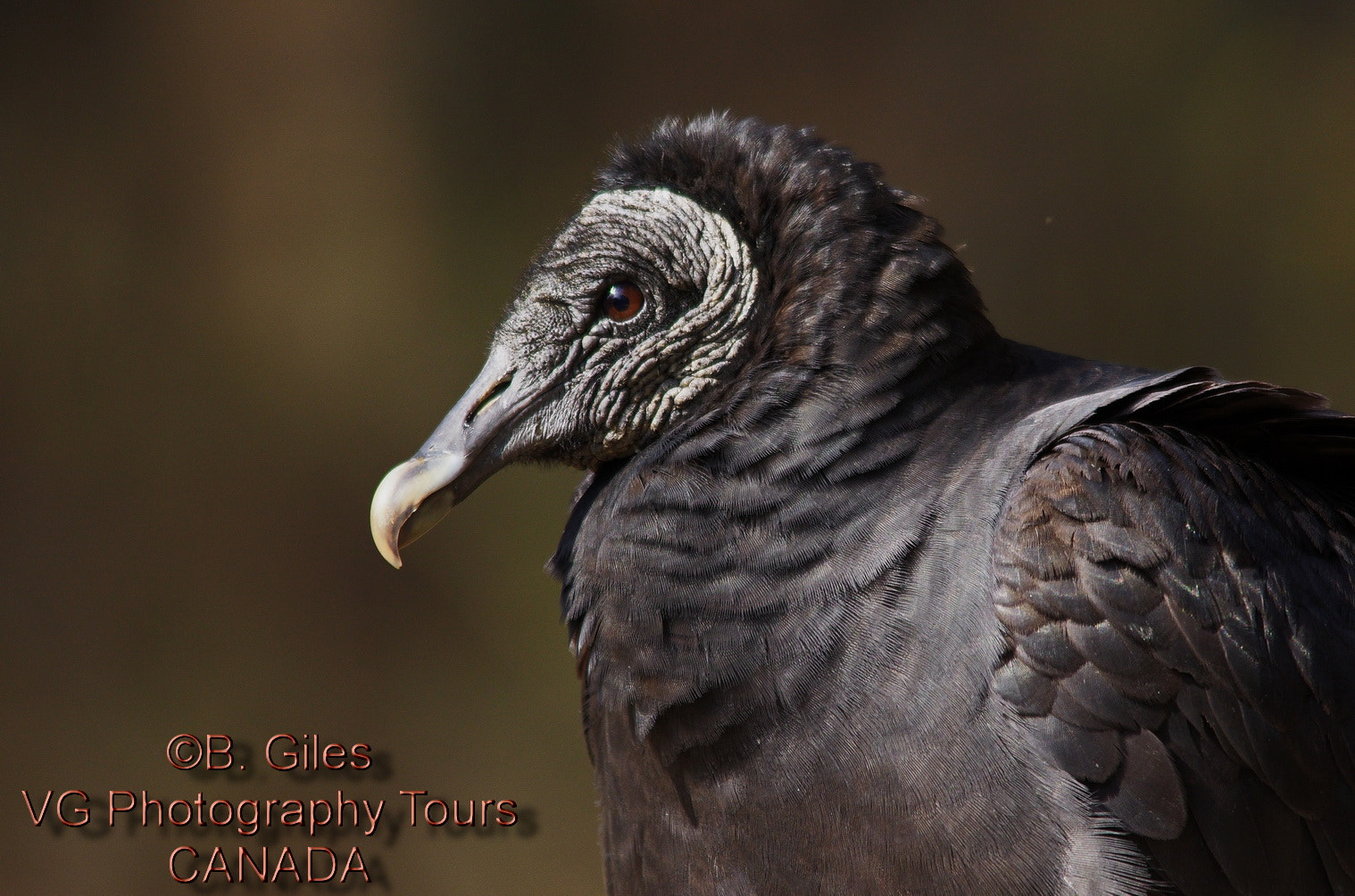 Pentax K-5 IIs sample photo. Black vulture photography