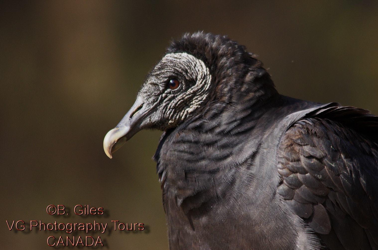 Sigma 150-500mm F5-6.3 DG OS HSM sample photo. Black vulture photography