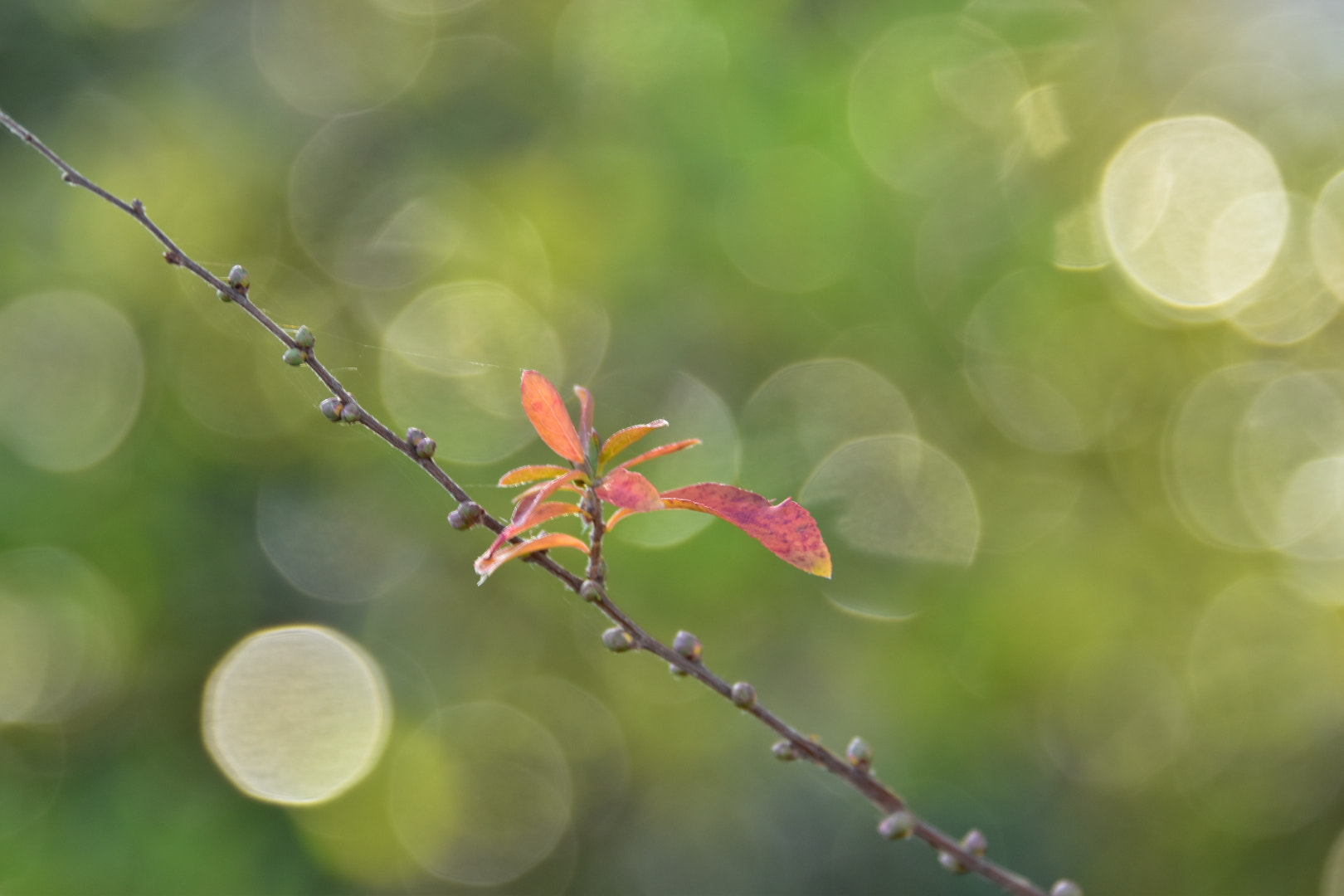 Nikon D5500 sample photo. Untitled photography