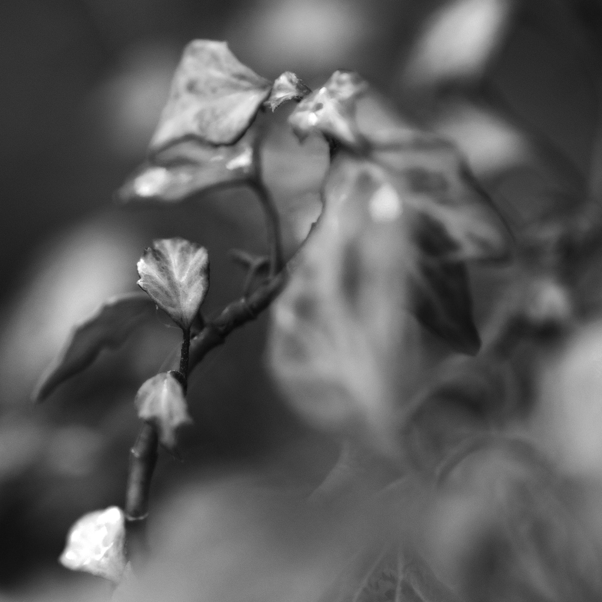 Nikon AF-S Micro-Nikkor 105mm F2.8G IF-ED VR sample photo. Blad photography
